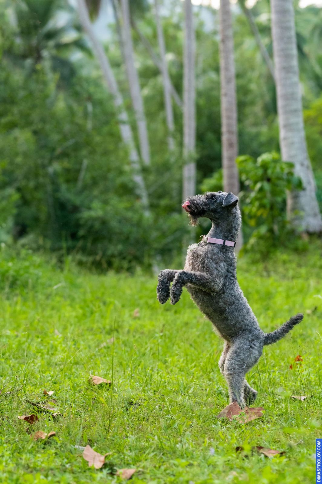dogs Valeriia @EasyDogMe with Stuffy & Kerry Blue terrier. photo 117932 (2023-05-03 22:16:32)