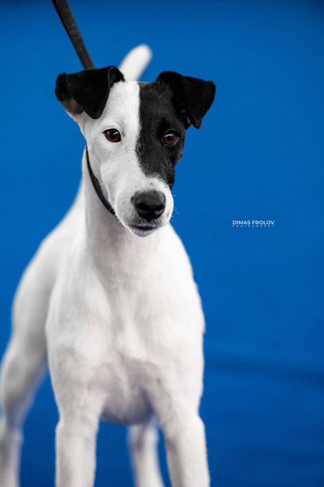 dogs Aveiro Dog Show 2025. photo 129632 (2025-07-20 13:02:58)
