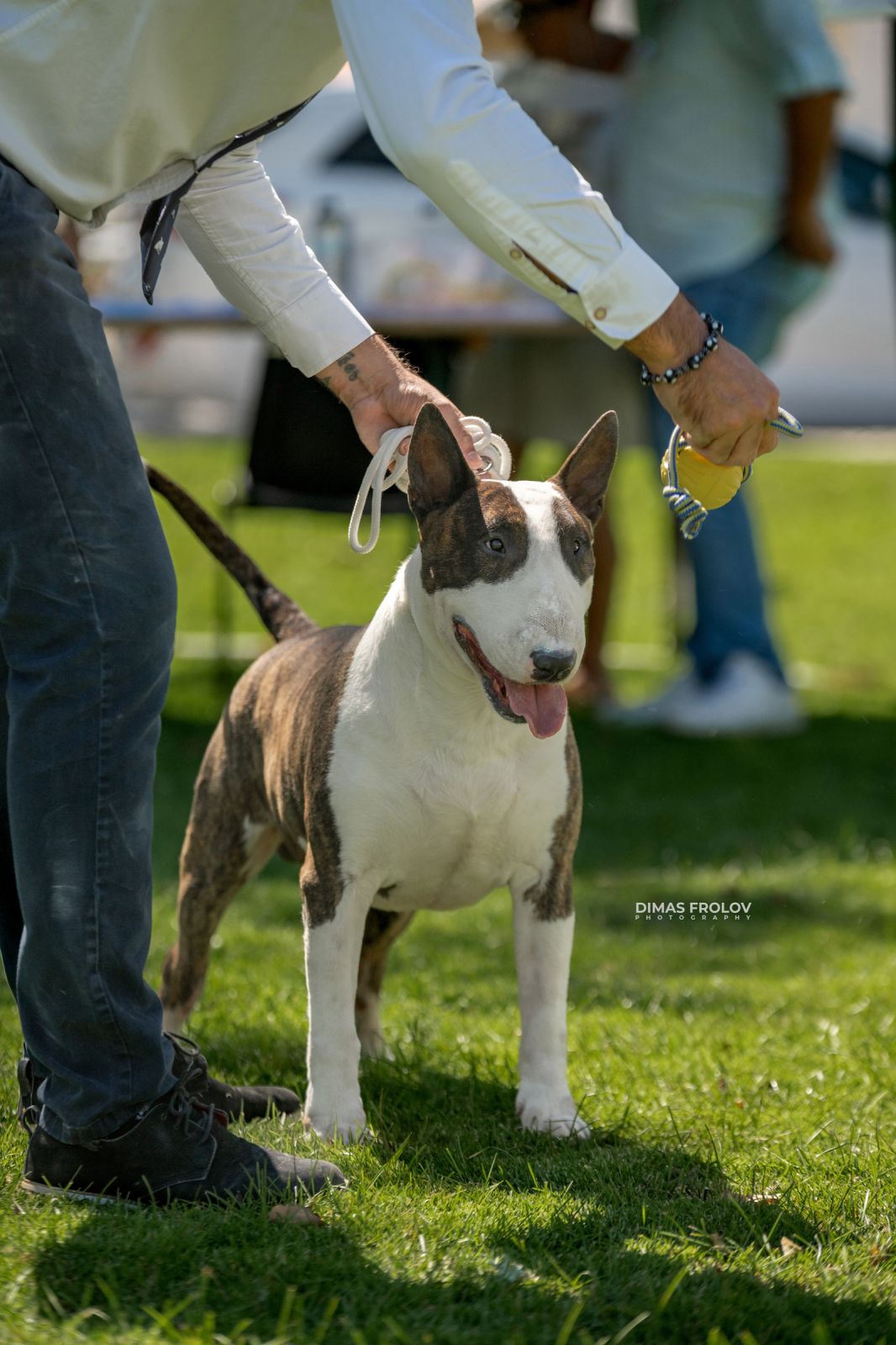 Dog Photographer in Lisbon – 2025 Sintra Dog Shows. Photo 130146 (2025-08-08 21:38:48)