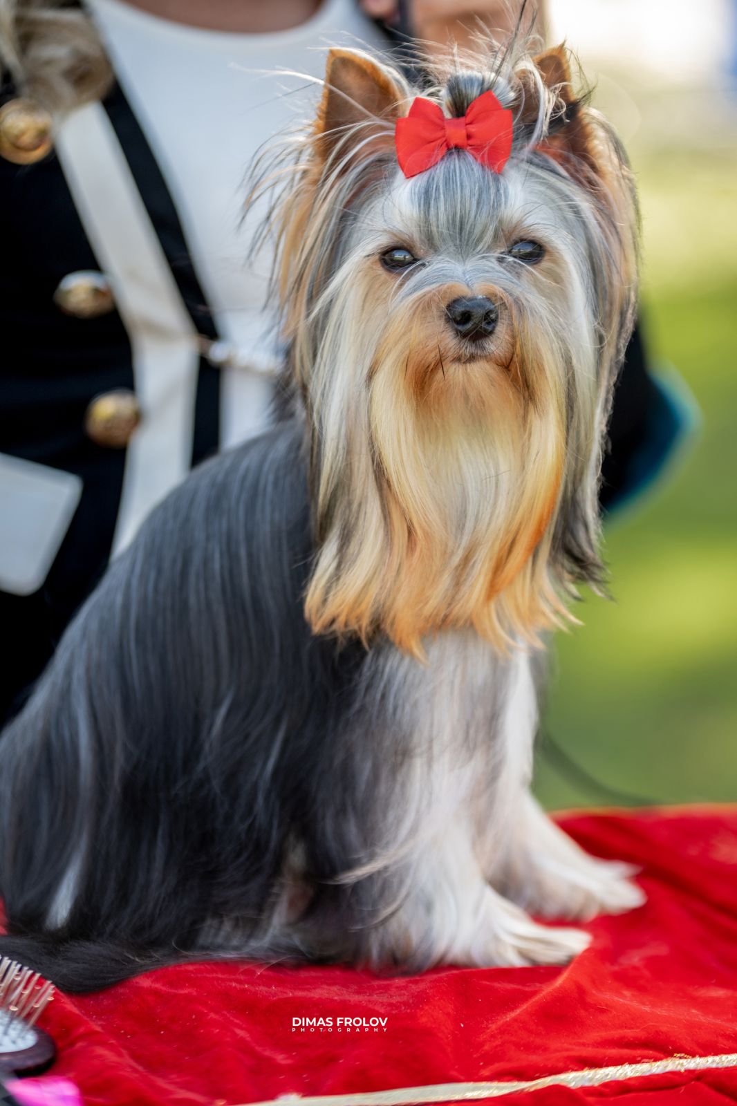 Dog Photographer in Lisbon – 2025 Sintra Dog Shows. Photo 130118 (2025-08-08 21:38:39)