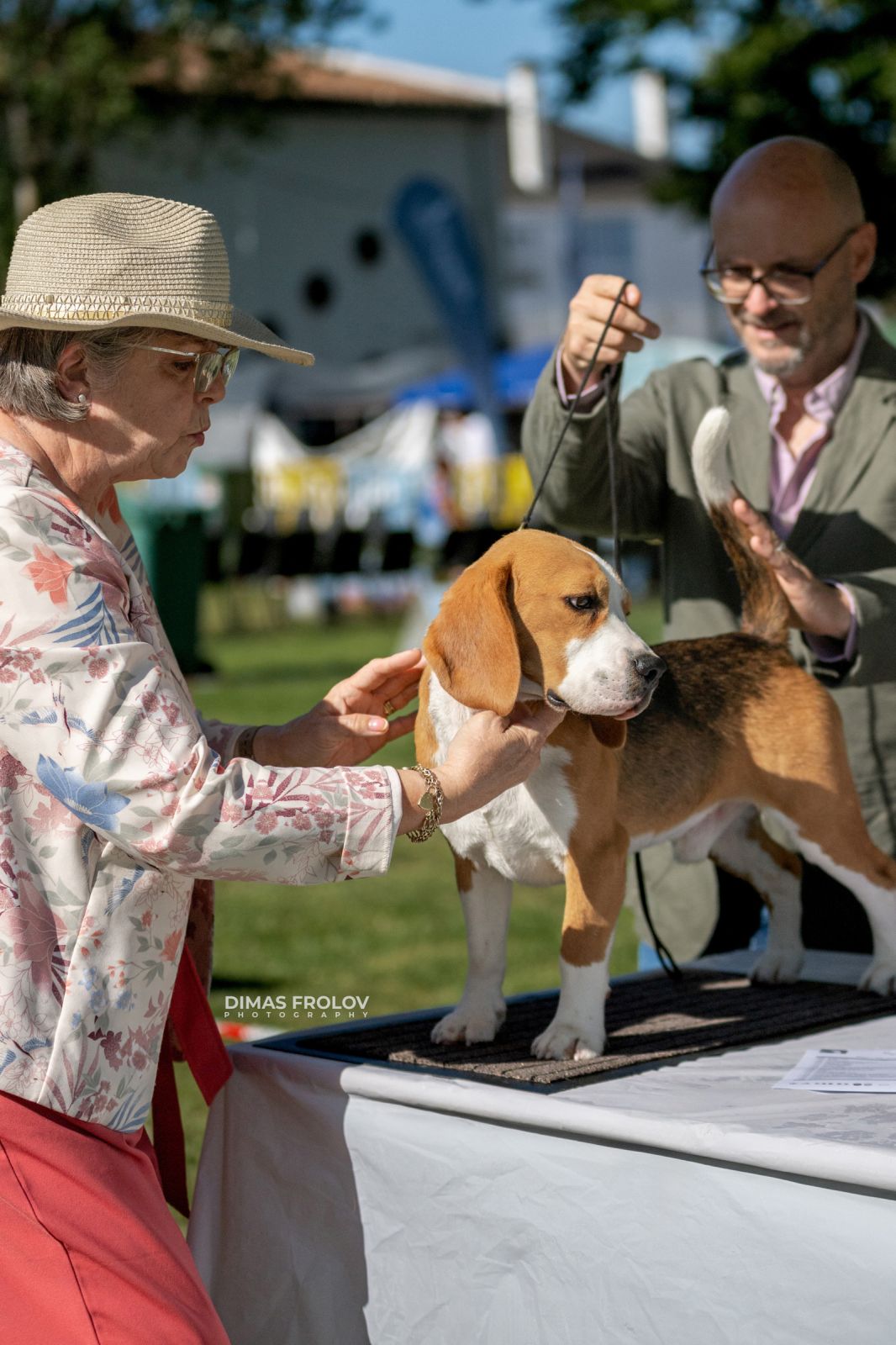 Dog Photographer in Lisbon – 2025 Sintra Dog Shows. Photo 130175 (2025-08-08 21:38:59)