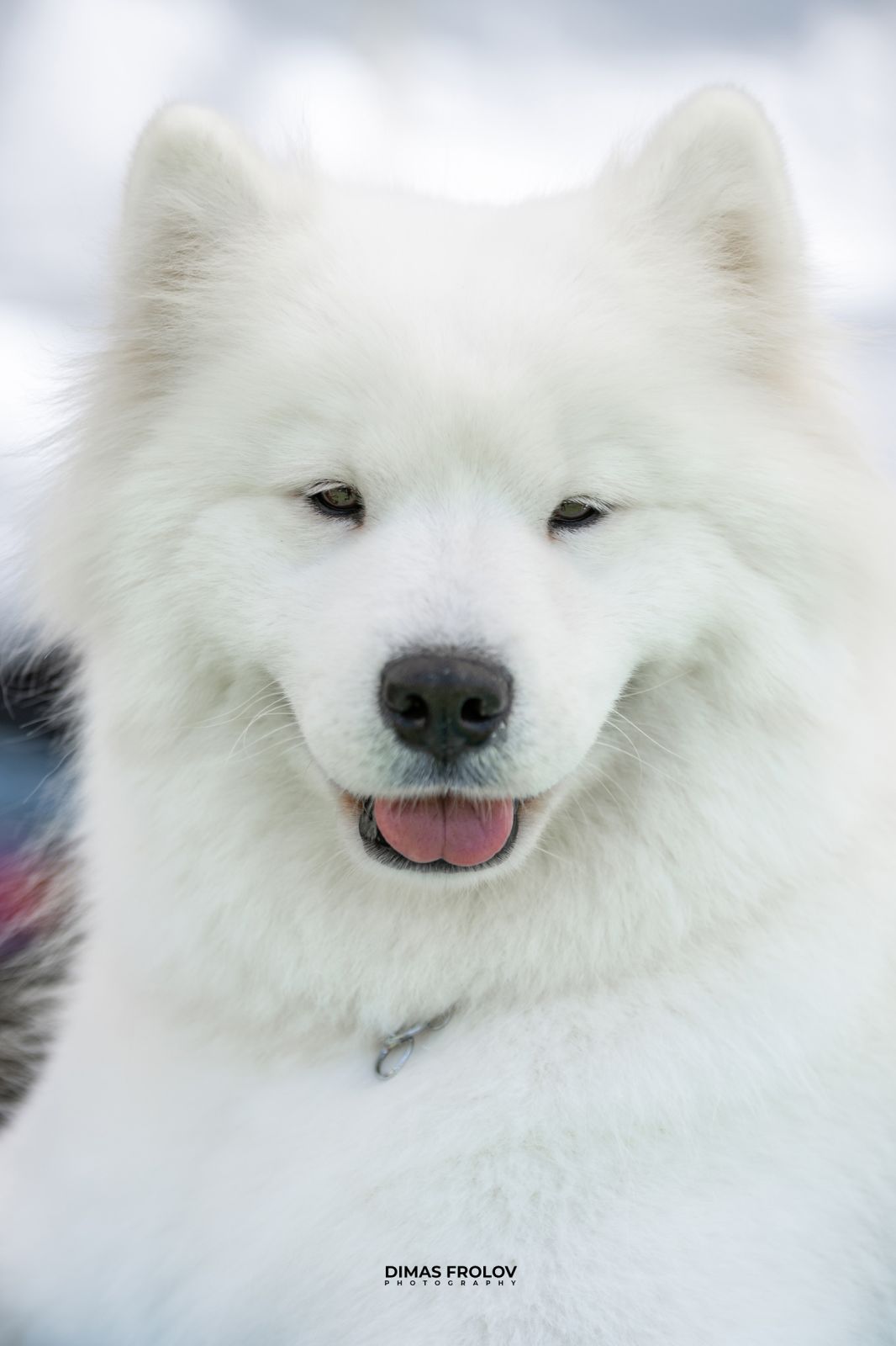 Dog Photographer in Lisbon – 2025 Sintra Dog Shows. Photo 130105 (2025-08-08 21:38:34)