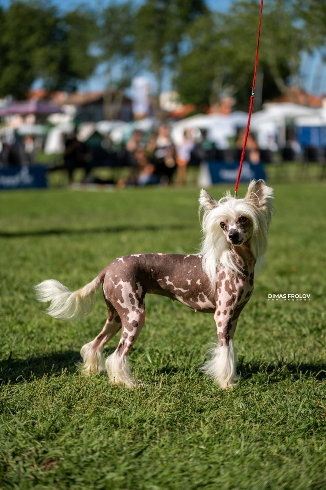 Dog Photographer in Lisbon – 2025 Sintra Dog Shows. Photo 130159 (2025-08-08 21:38:54)