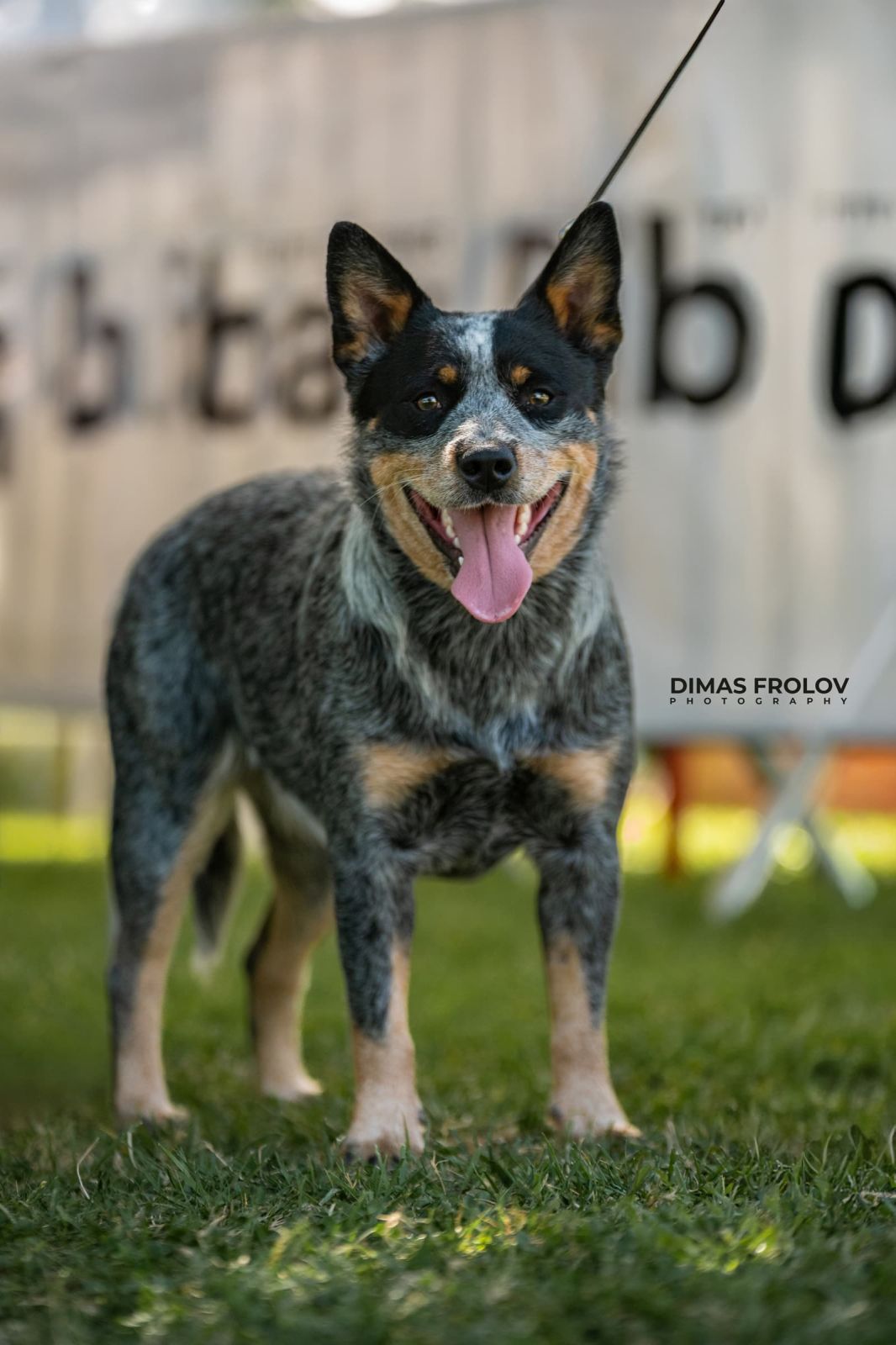 dogs Alentejo Dog Show. photo 130325 (2025-09-12 11:39:27)