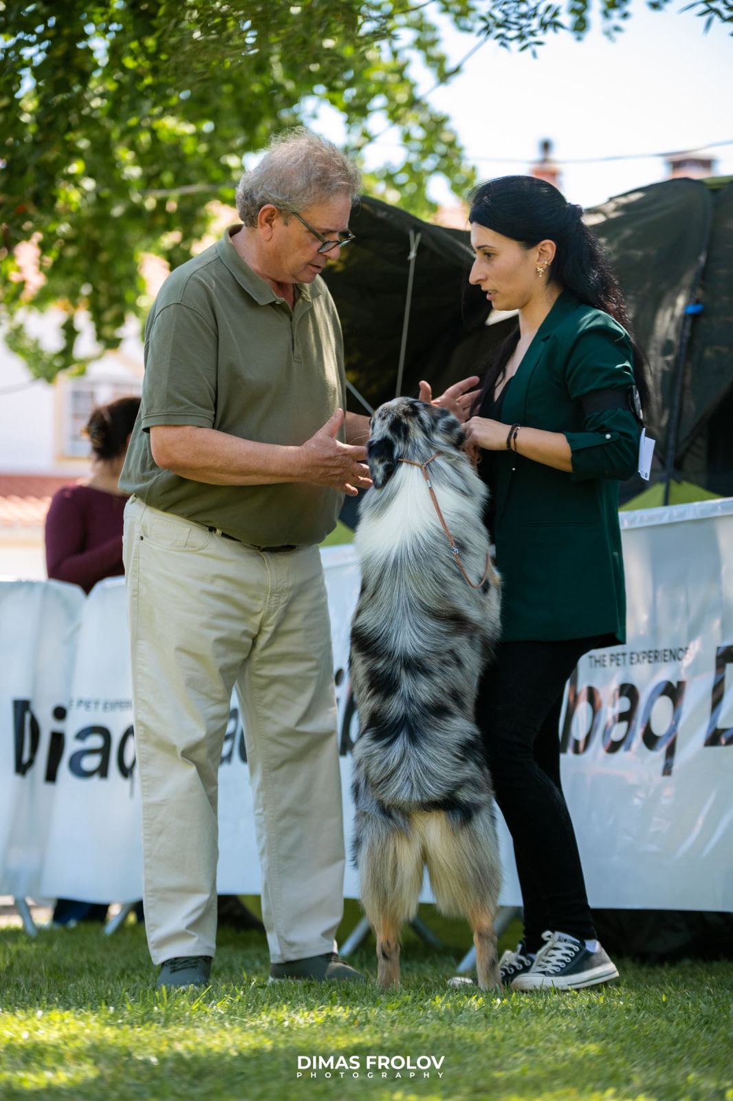 dogs Alentejo Dog Show. photo 130333 (2025-09-12 11:39:27)