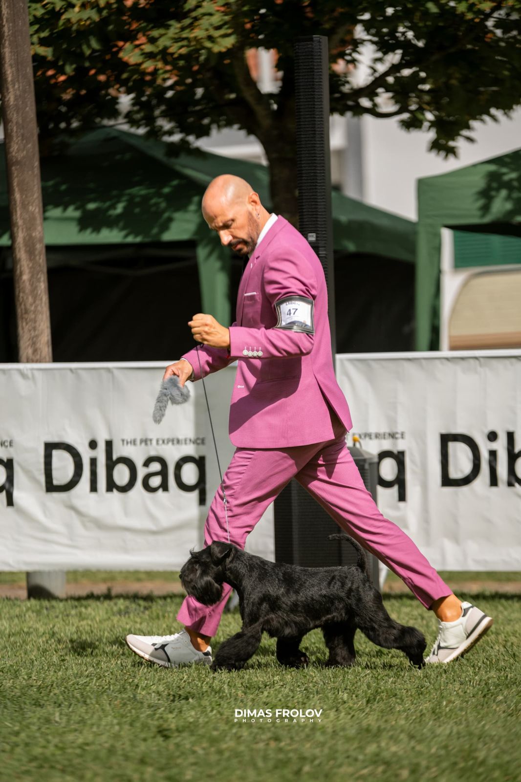 dogs Alentejo Dog Show. photo 130358 (2025-09-12 11:39:29)