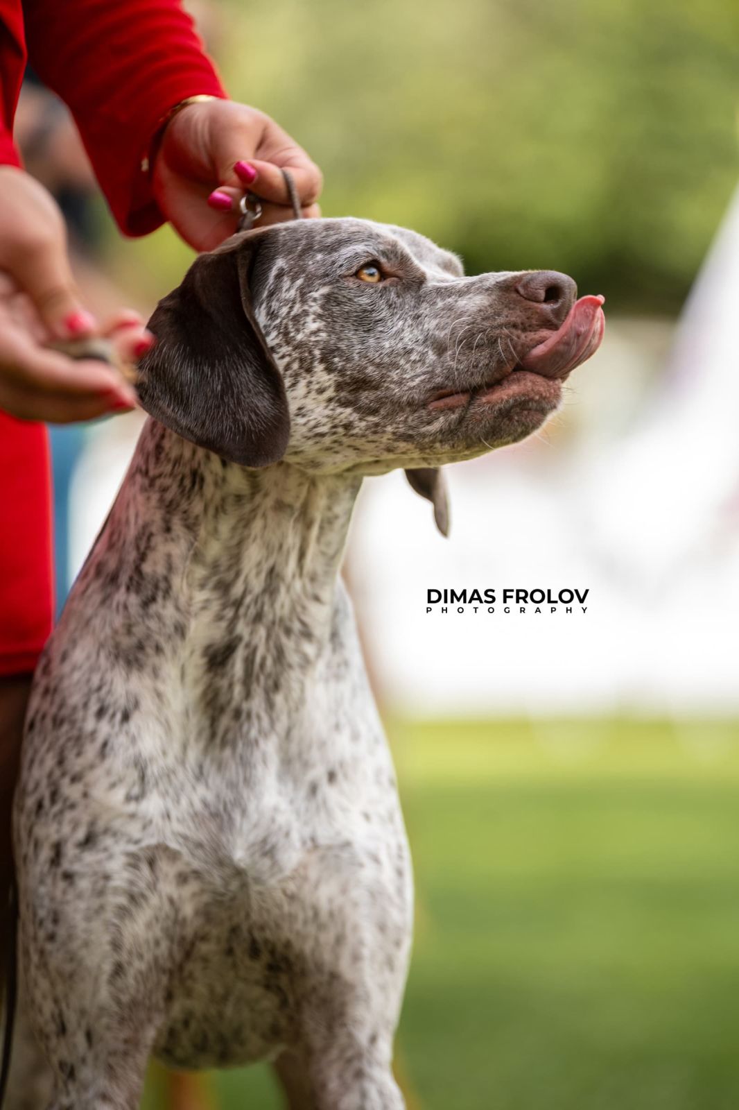 dogs Alentejo Dog Show. photo 130326 (2025-09-12 11:39:27)