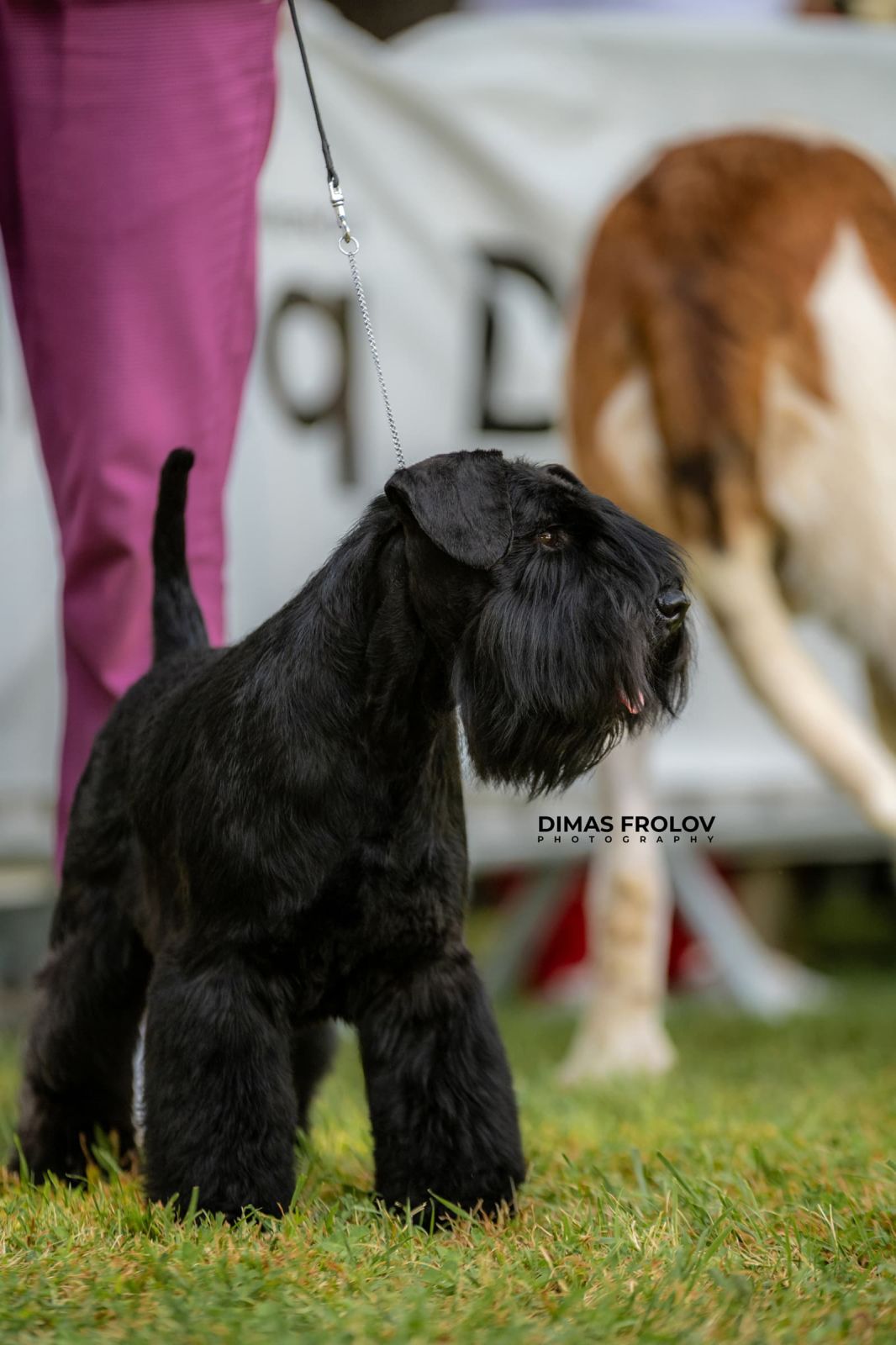 dogs Alentejo Dog Show. photo 130311 (2025-09-12 11:39:26)