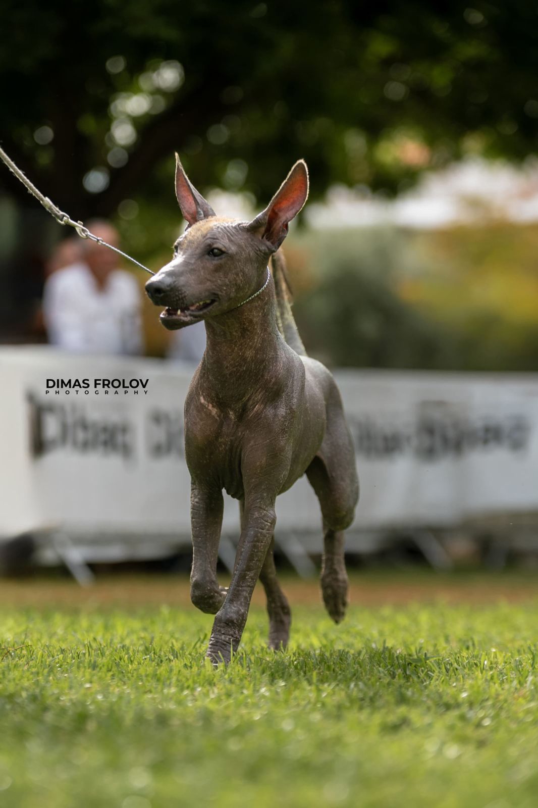 dogs Alentejo Dog Show. photo 130304 (2025-09-12 11:39:25)