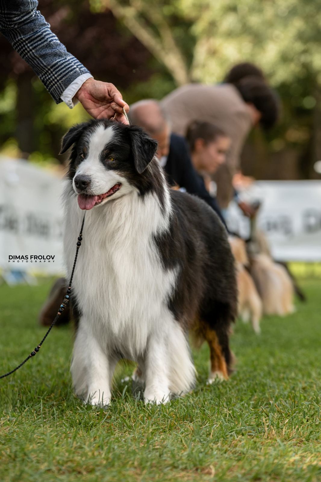 dogs Alentejo Dog Show. photo 130349 (2025-09-12 11:39:28)
