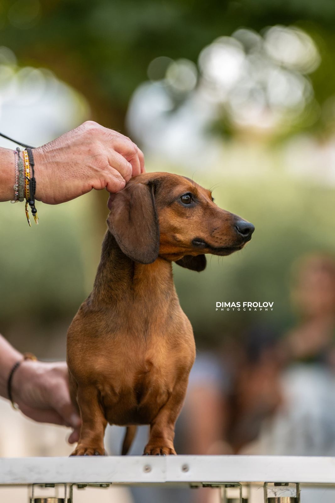 dogs Alentejo Dog Show. photo 130336 (2025-09-12 11:39:27)