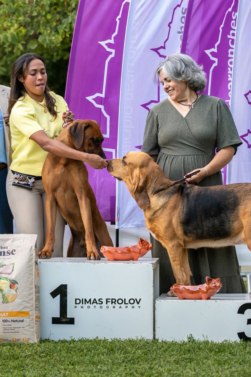 dogs Alentejo Dog Show. photo 130373 (2025-09-12 11:39:30)