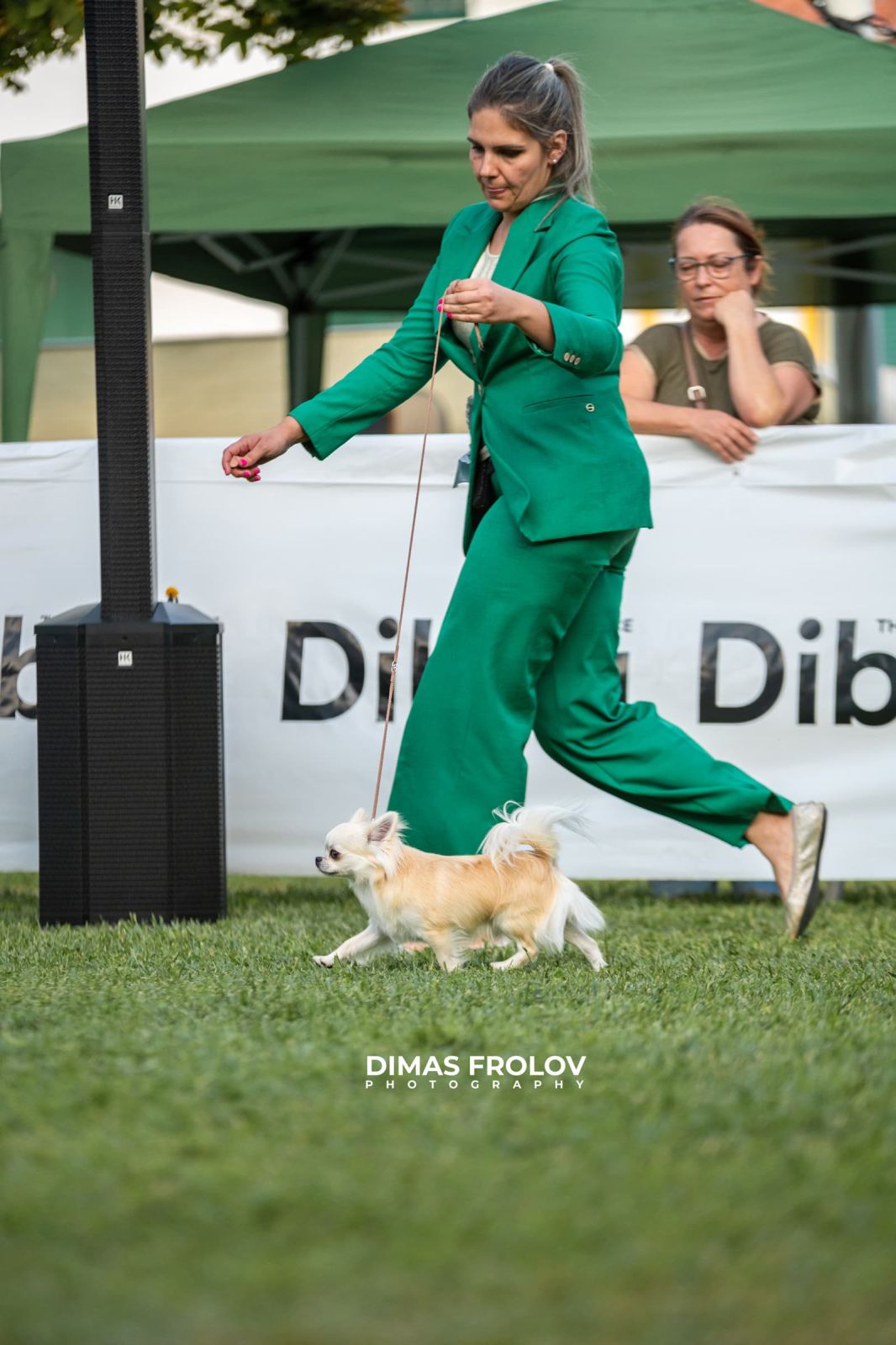 dogs Alentejo Dog Show. photo 130334 (2025-09-12 11:39:27)
