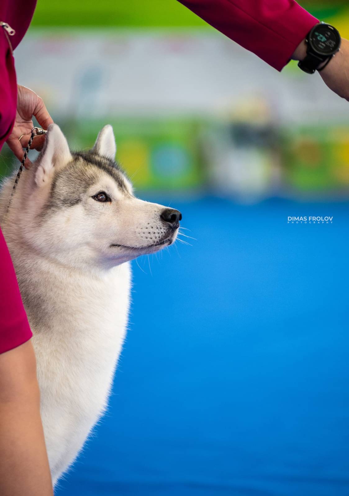 dogs Aveiro Dog Show 2025. บาทต่อภาพ 129640 (2025-07-20 13:02:59)