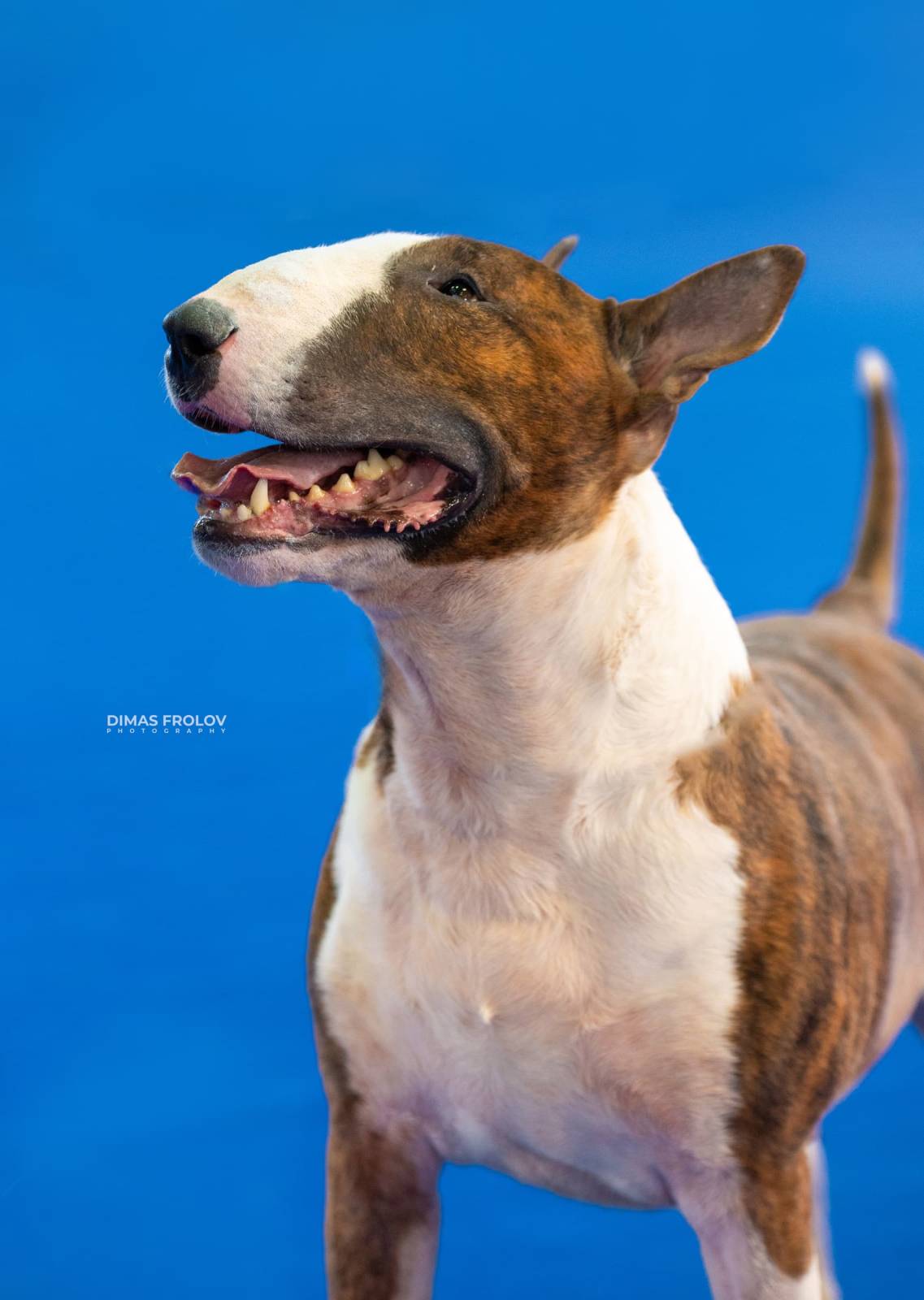 dogs Aveiro Dog Show 2025. บาทต่อภาพ 129680 (2025-07-20 13:03:02)