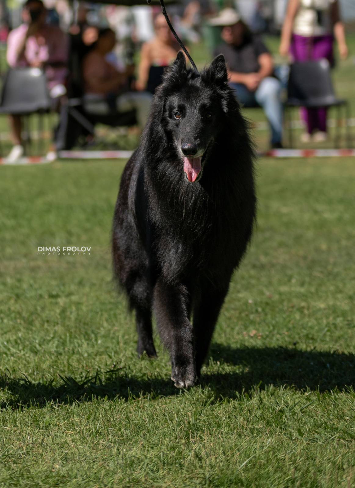 dogs Sintra Dogs Expo. July 2025. บาทต่อภาพ 130160 (2025-08-08 21:38:54)