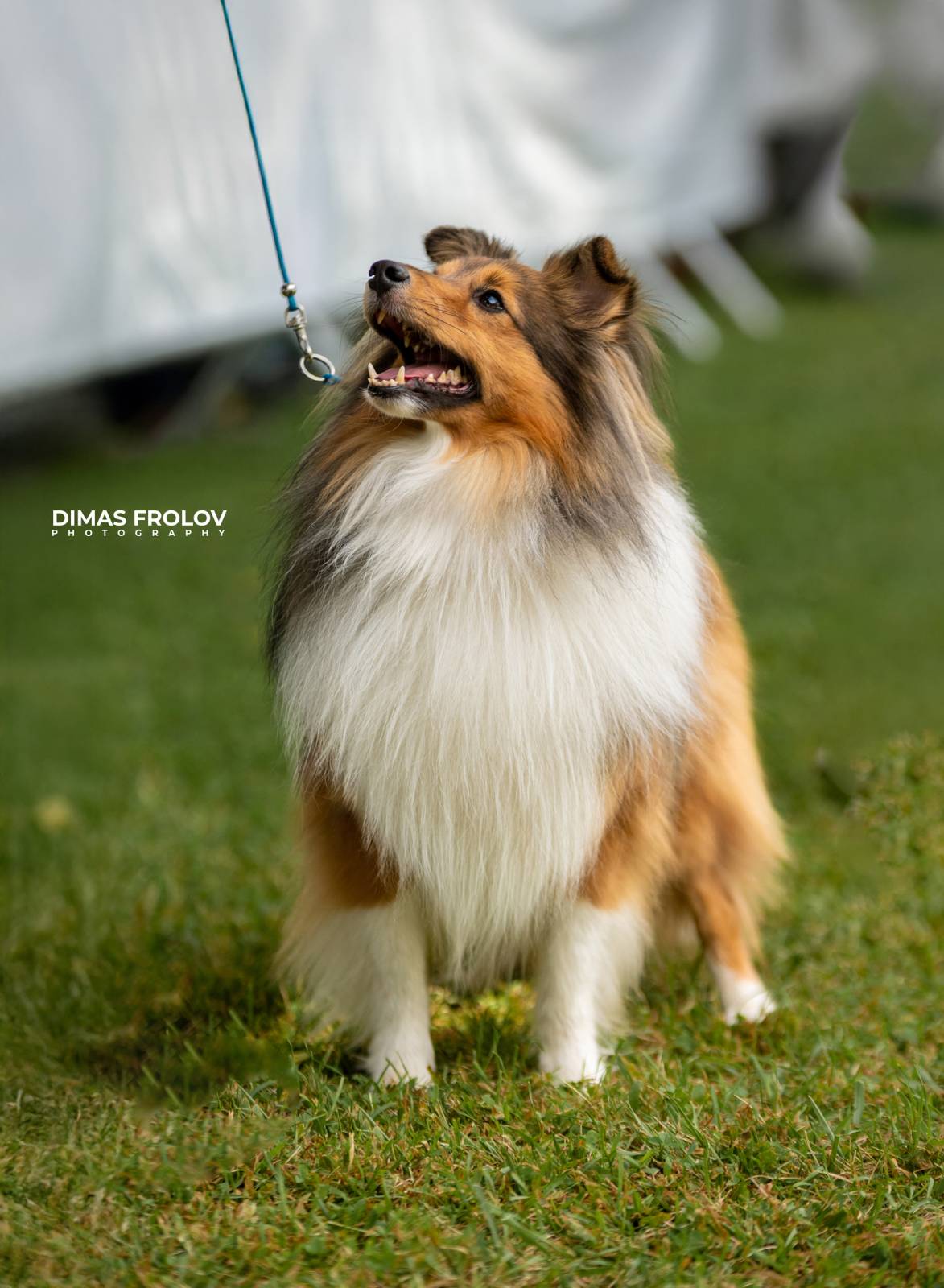 Portfólio de fotografia de cães. Foto Alentejo-004368-467afca909.