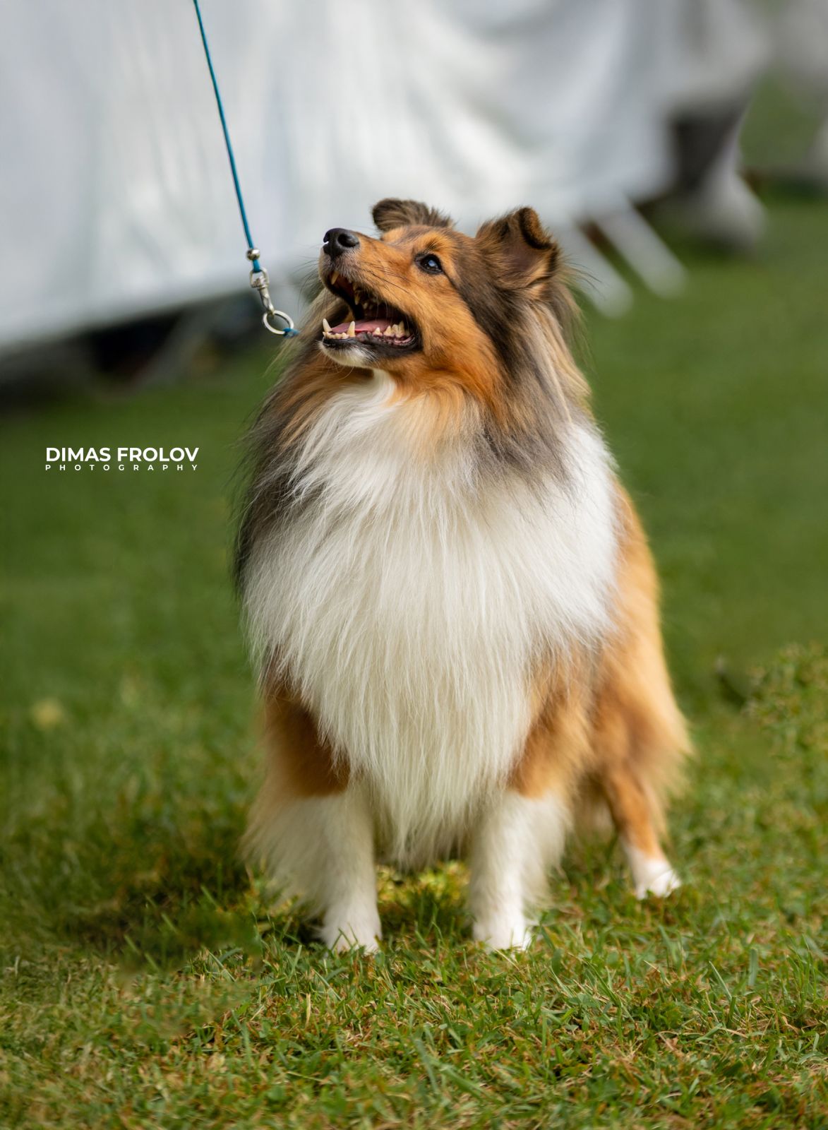 Dog photography portfolio. Photo Alentejo-004368-467afca909.