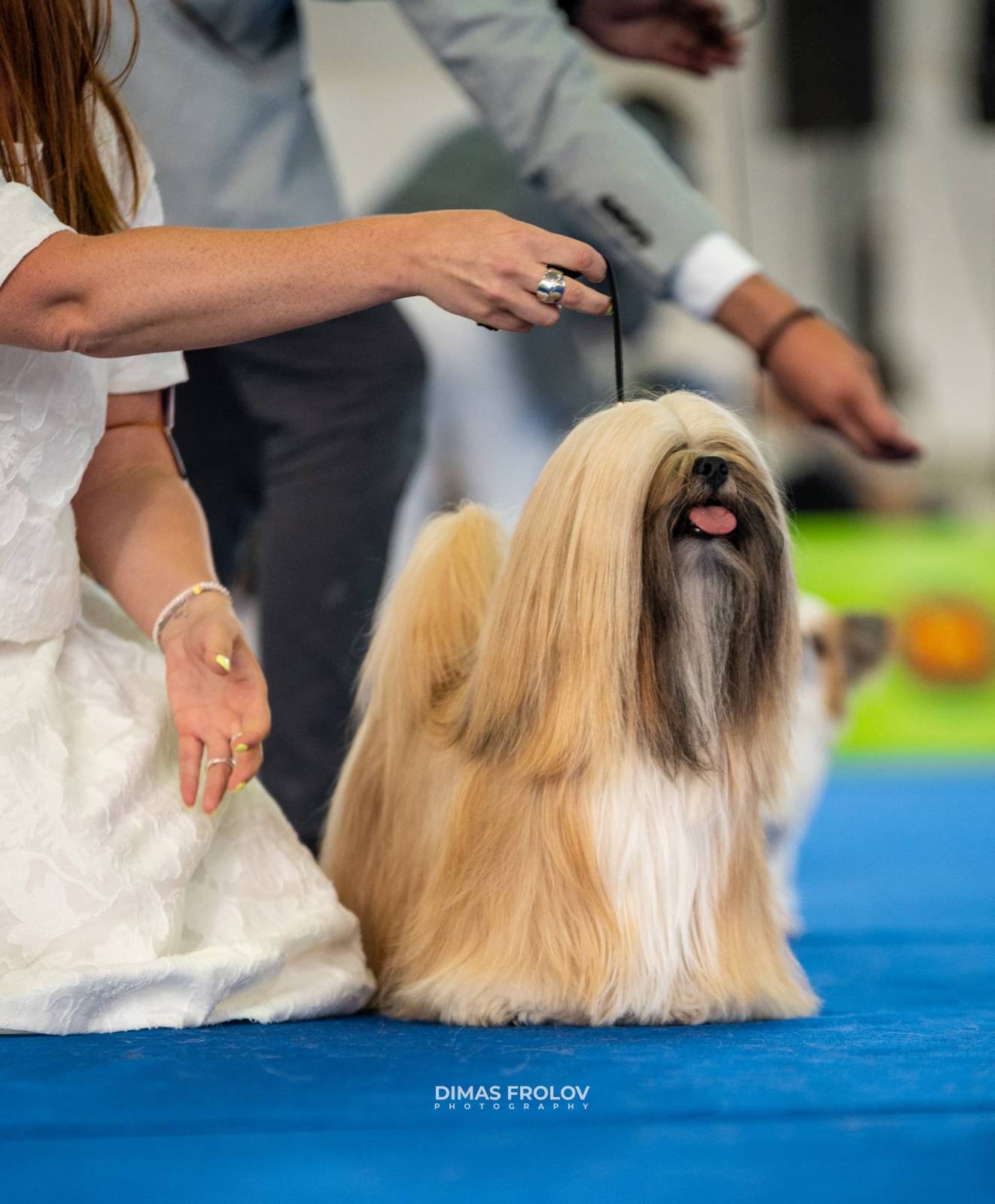 dogs Aveiro Dog Show 2025. บาทต่อภาพ 129652 (2025-07-20 13:03:00)
