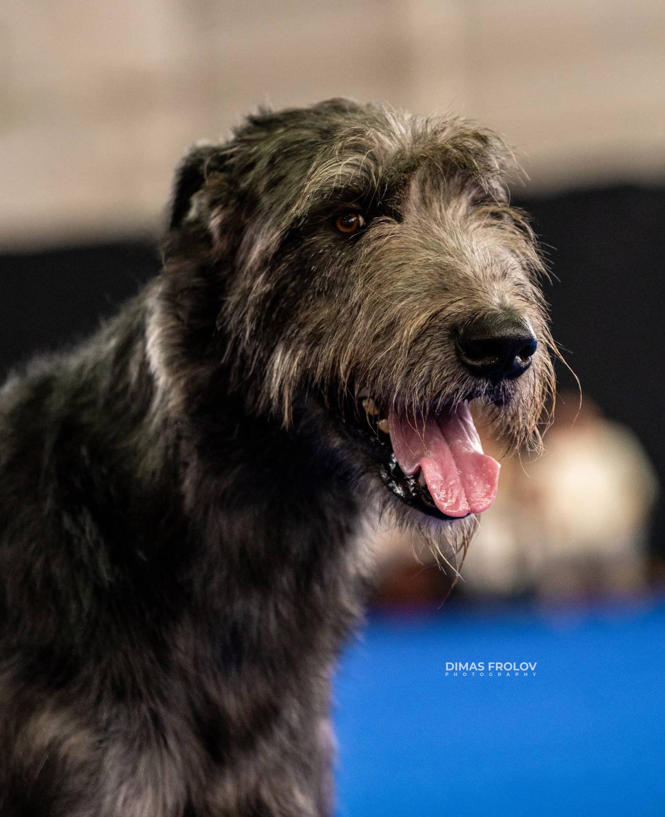 dogs Aveiro Dog Show 2025. บาทต่อภาพ 129641 (2025-07-20 13:02:59)