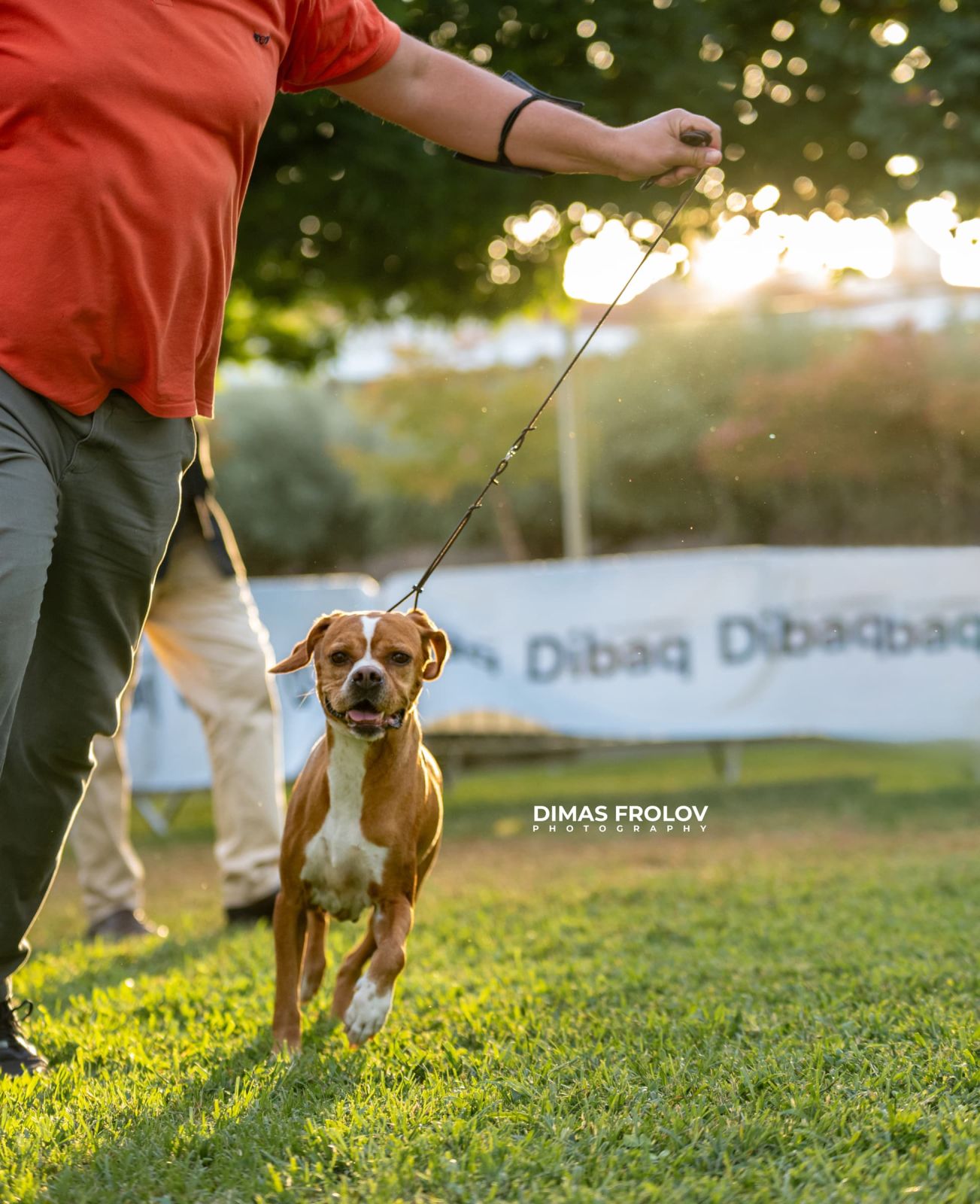 dogs Alentejo Dog Show. photo 130324 (2025-09-12 11:39:27)