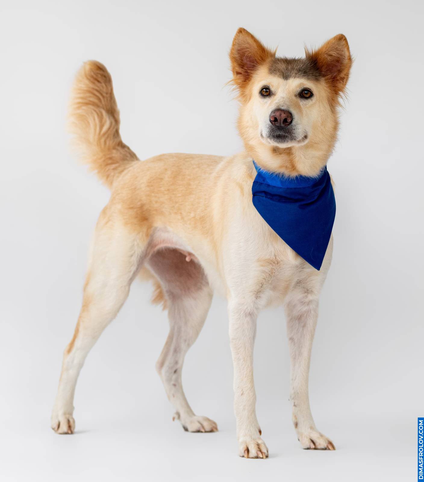 Confident studio portrait of a mixed-breed dog in a blue bandana