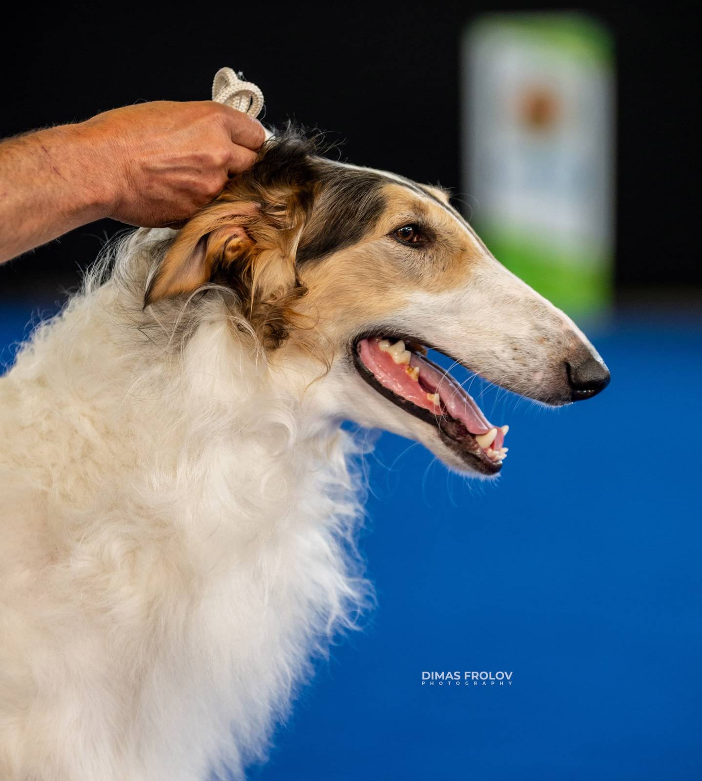 dogs Aveiro Dog Show 2025. บาทต่อภาพ 129654 (2025-07-20 13:03:00)