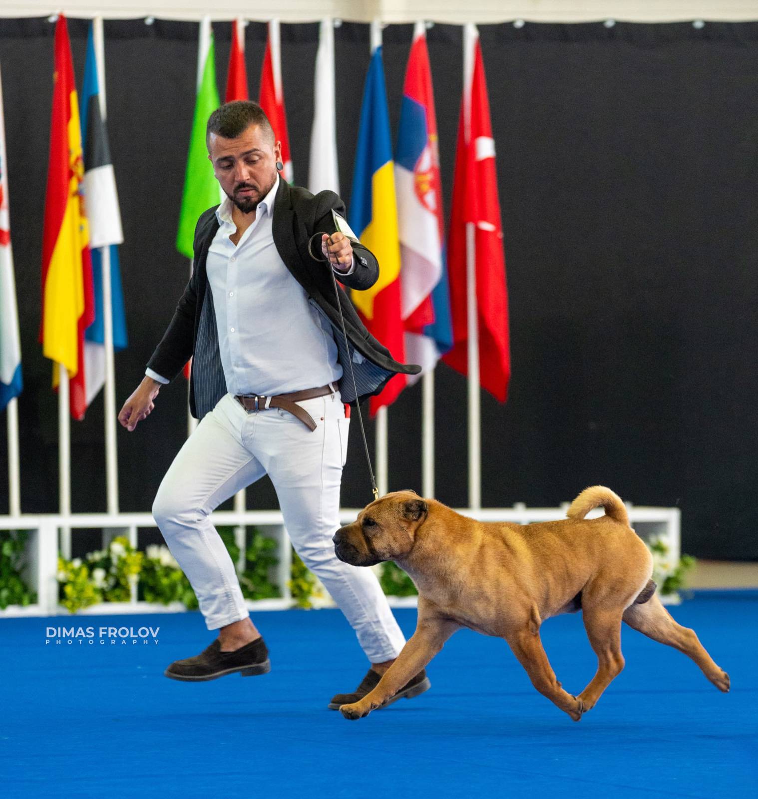 dogs Aveiro Dog Show 2025. บาทต่อภาพ 129677 (2025-07-20 13:03:02)