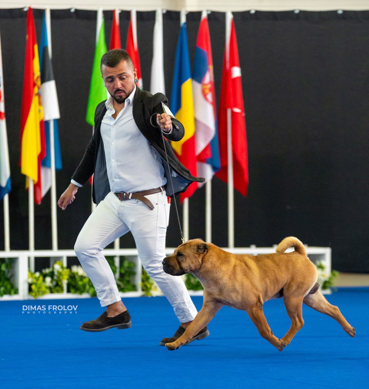 dogs Aveiro Dog Show 2025. photo 129677 (2025-07-20 13:03:02)