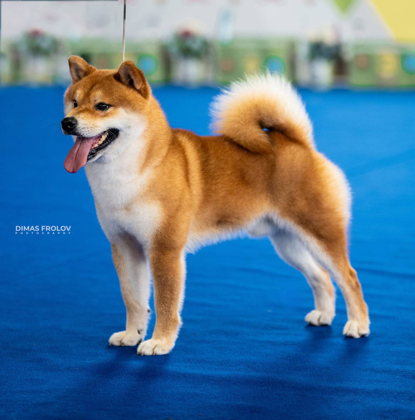 dogs Aveiro Dog Show 2025. บาทต่อภาพ 129651 (2025-07-20 13:03:00)