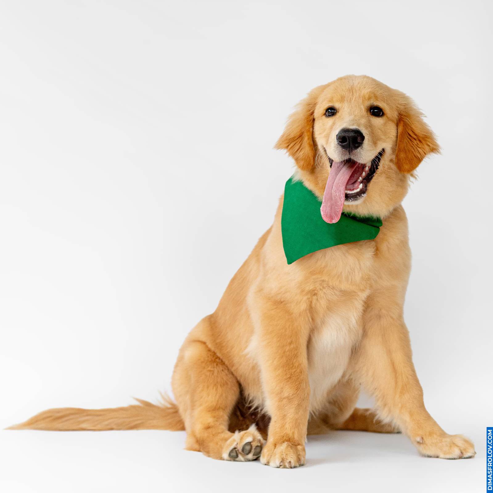 Golden retriever in green bandana smiling in studio dog portrait session