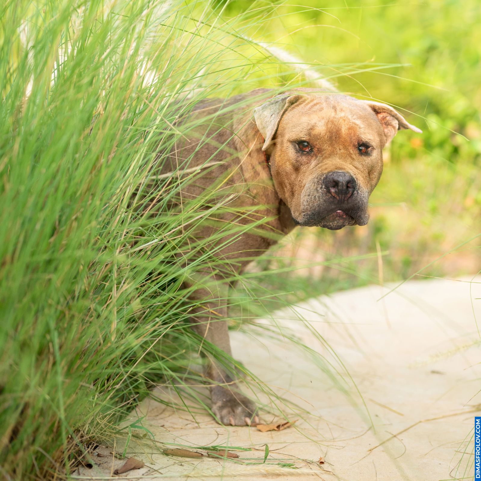 Dog photography portfolio. Photo DMZ-6667-6a2cfc1f53.
