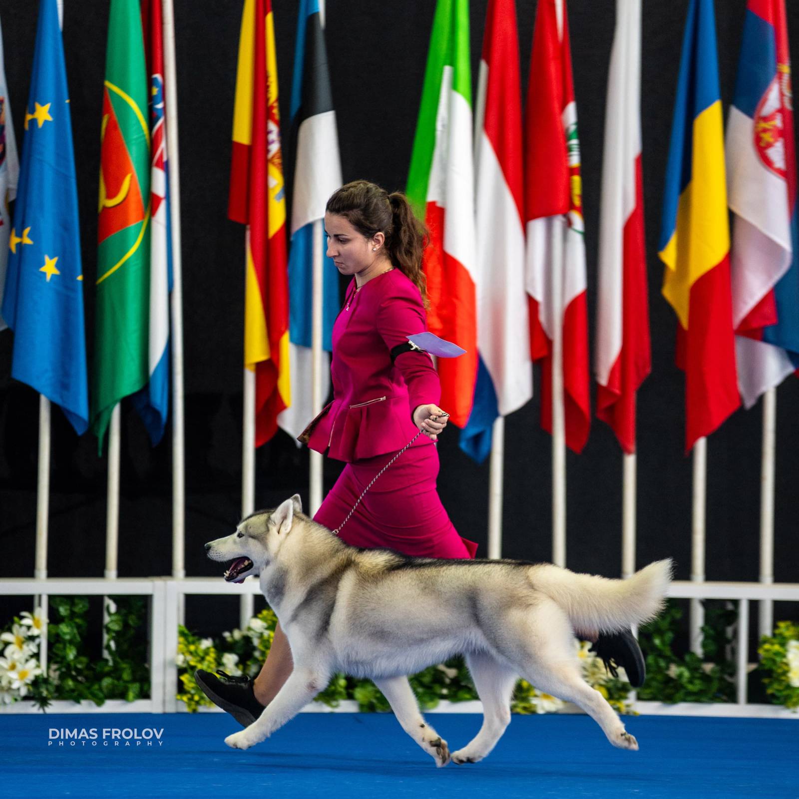 dogs Aveiro Dog Show 2025. บาทต่อภาพ 129637 (2025-07-20 13:02:59)
