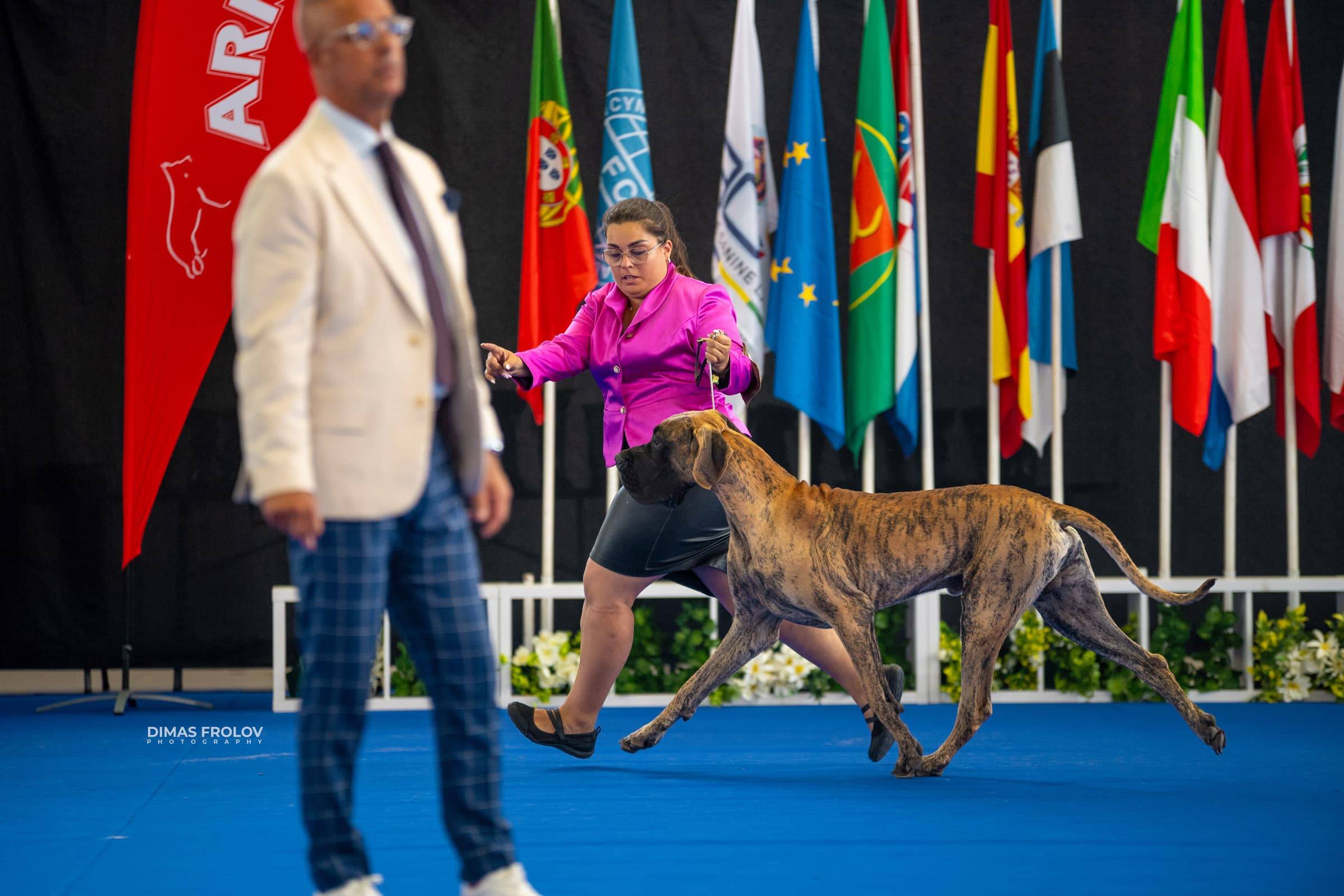 dogs Aveiro Dog Show 2025. บาทต่อภาพ 129731 (2025-07-20 13:03:05)