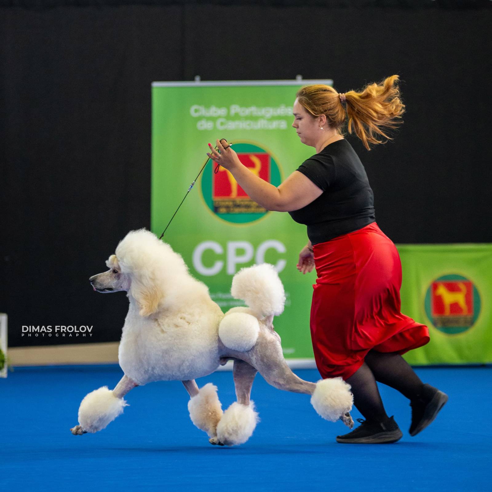 dogs Aveiro Dog Show 2025. บาทต่อภาพ 129730 (2025-07-20 13:03:05)
