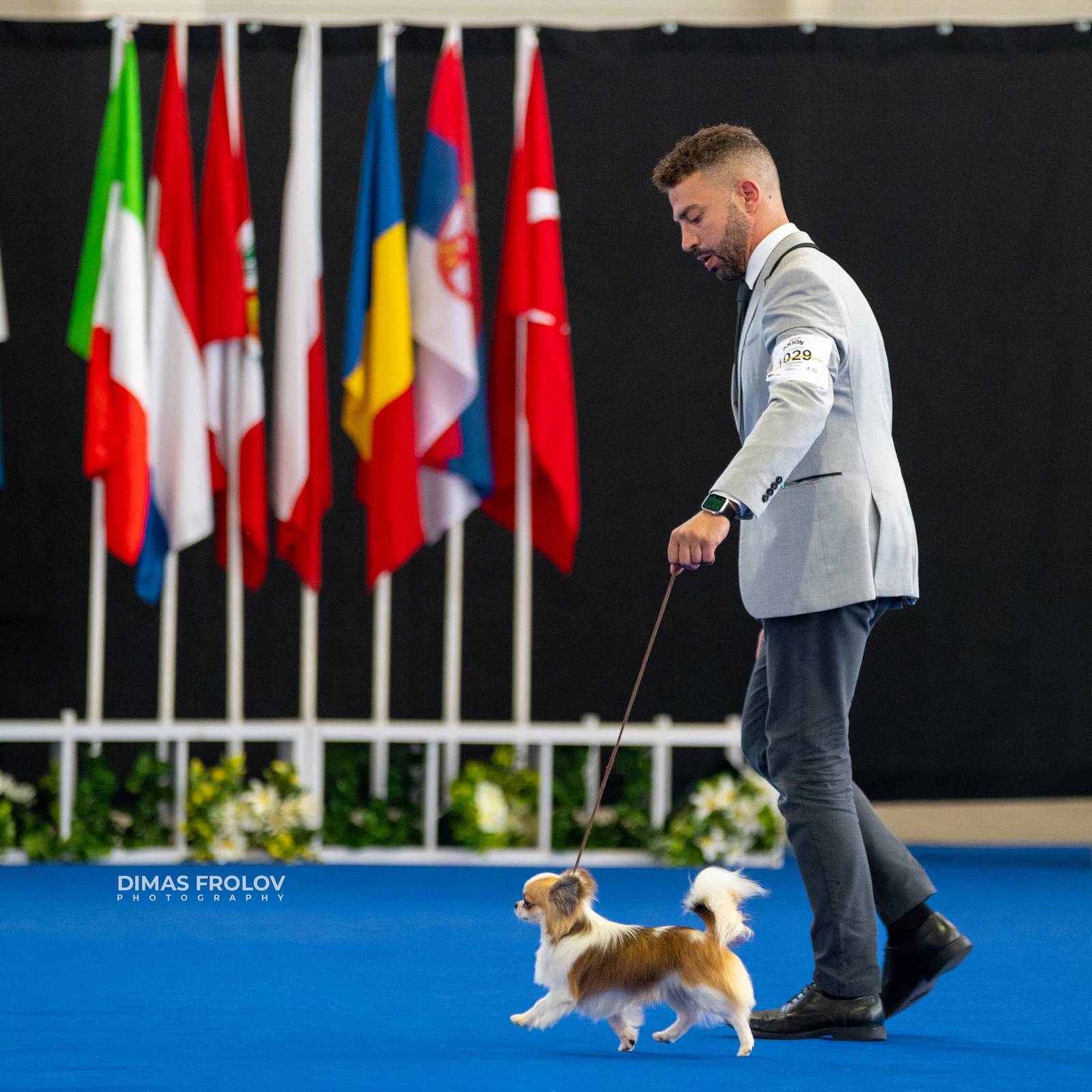 dogs Aveiro Dog Show 2025. บาทต่อภาพ 129736 (2025-07-20 13:03:06)