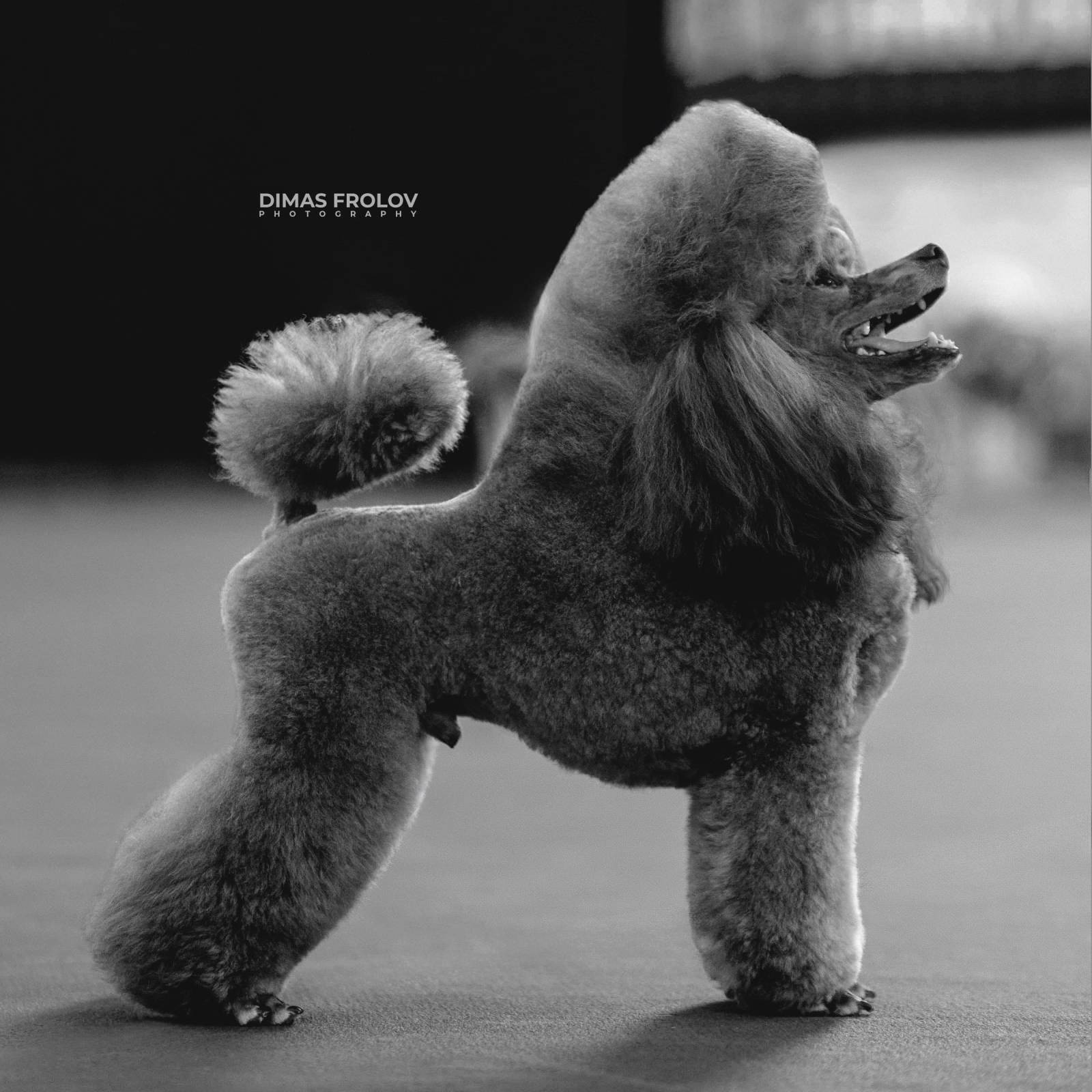 dogs Aveiro Dog Show 2025. บาทต่อภาพ 129732 (2025-07-20 13:03:05)