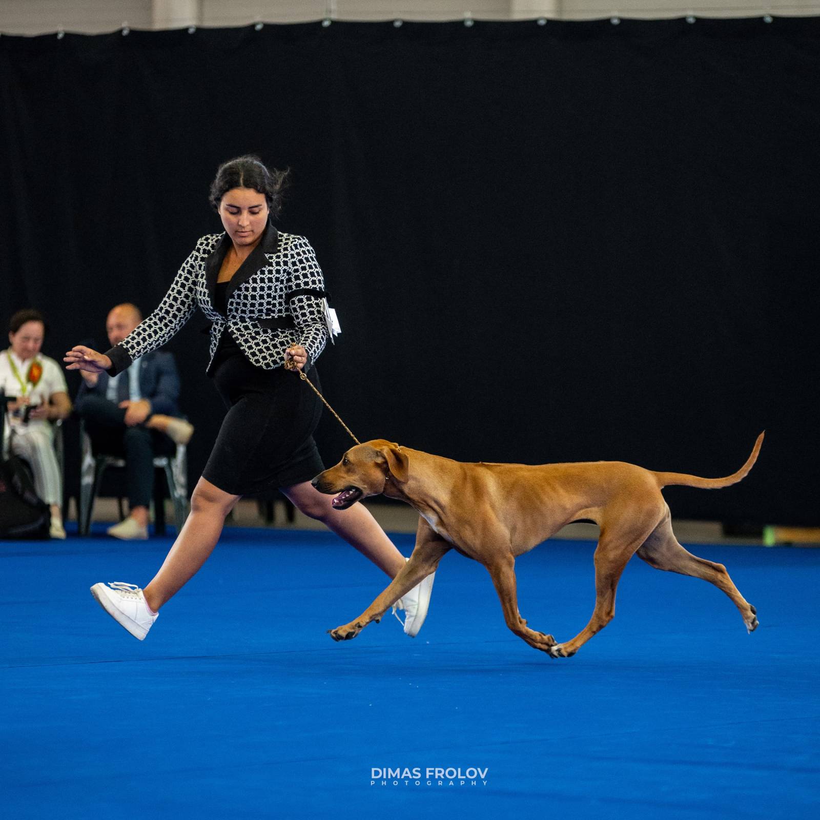 dogs Aveiro Dog Show 2025. บาทต่อภาพ 129742 (2025-07-20 13:03:06)