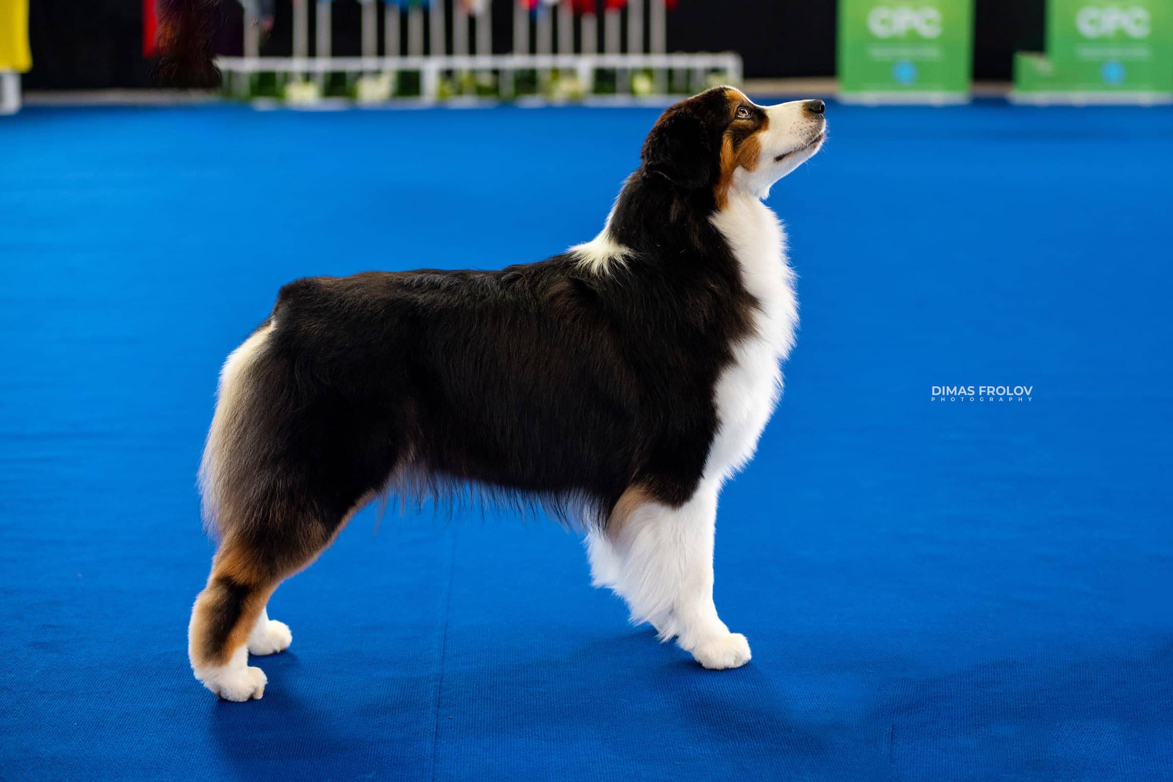 dogs Aveiro Dog Show 2025. บาทต่อภาพ 129741 (2025-07-20 13:03:06)