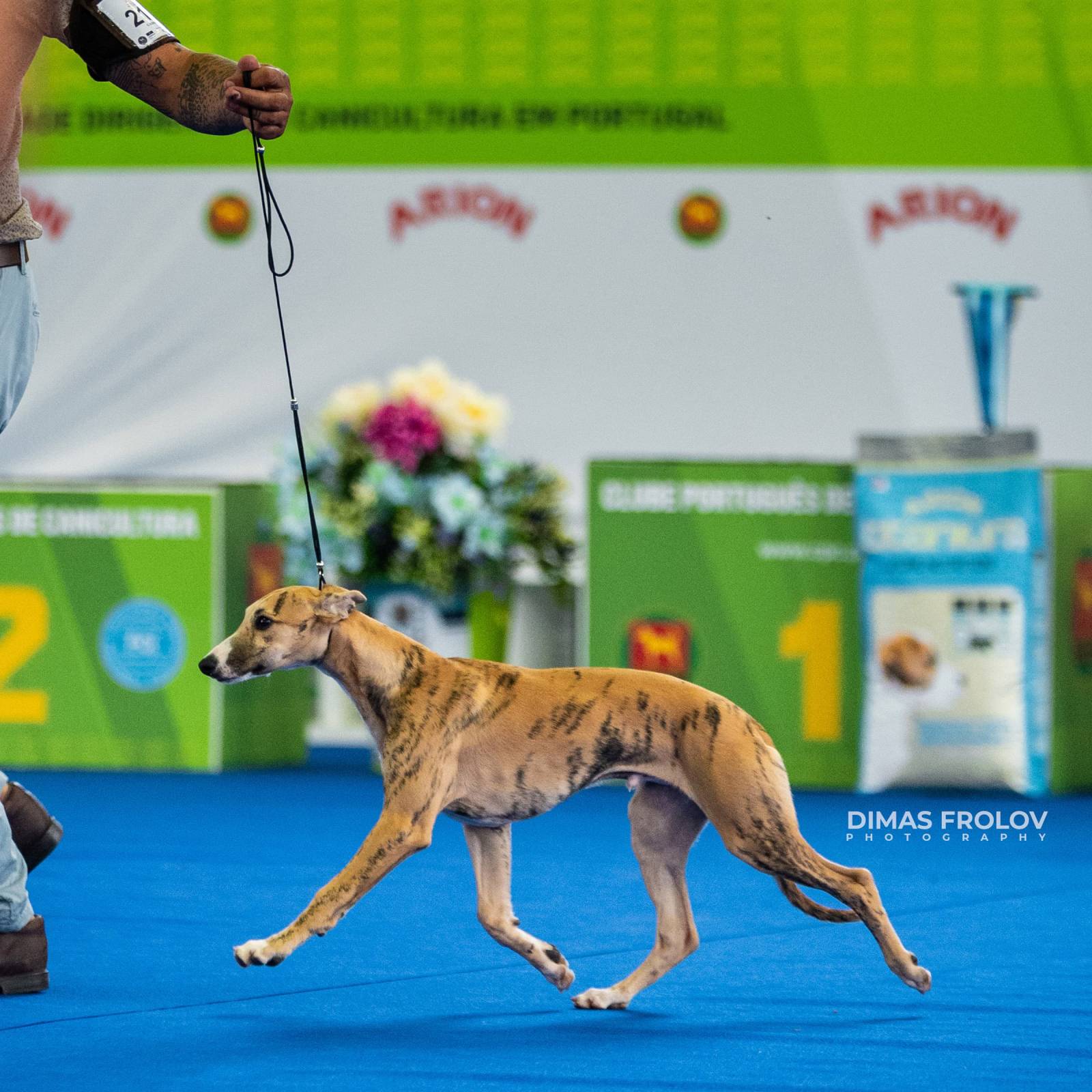 dogs Aveiro Dog Show 2025. บาทต่อภาพ 129755 (2025-07-20 13:03:07)