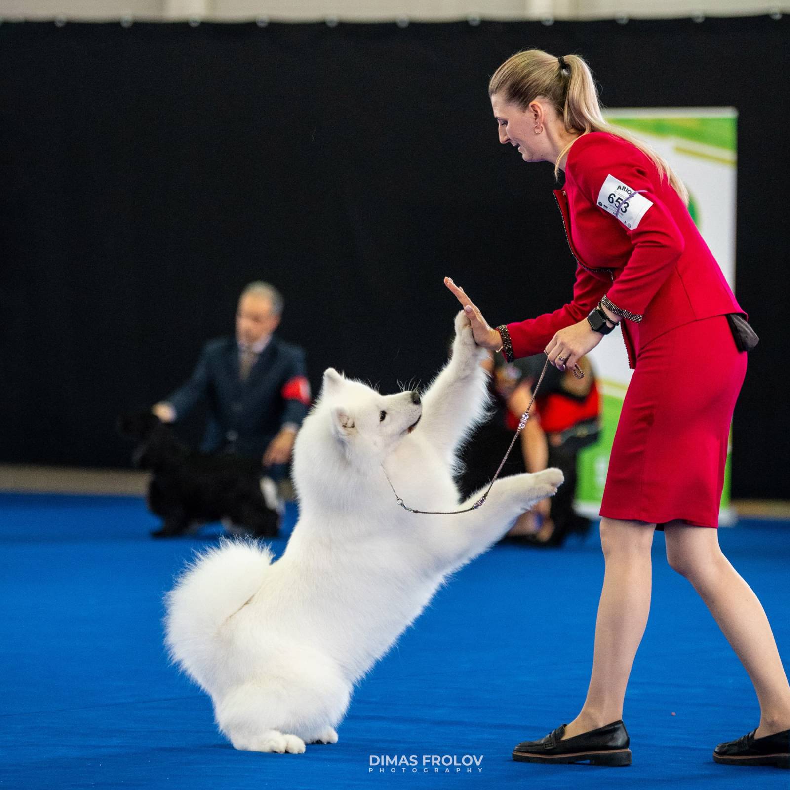 dogs Aveiro Dog Show 2025. บาทต่อภาพ 129756 (2025-07-20 13:03:07)