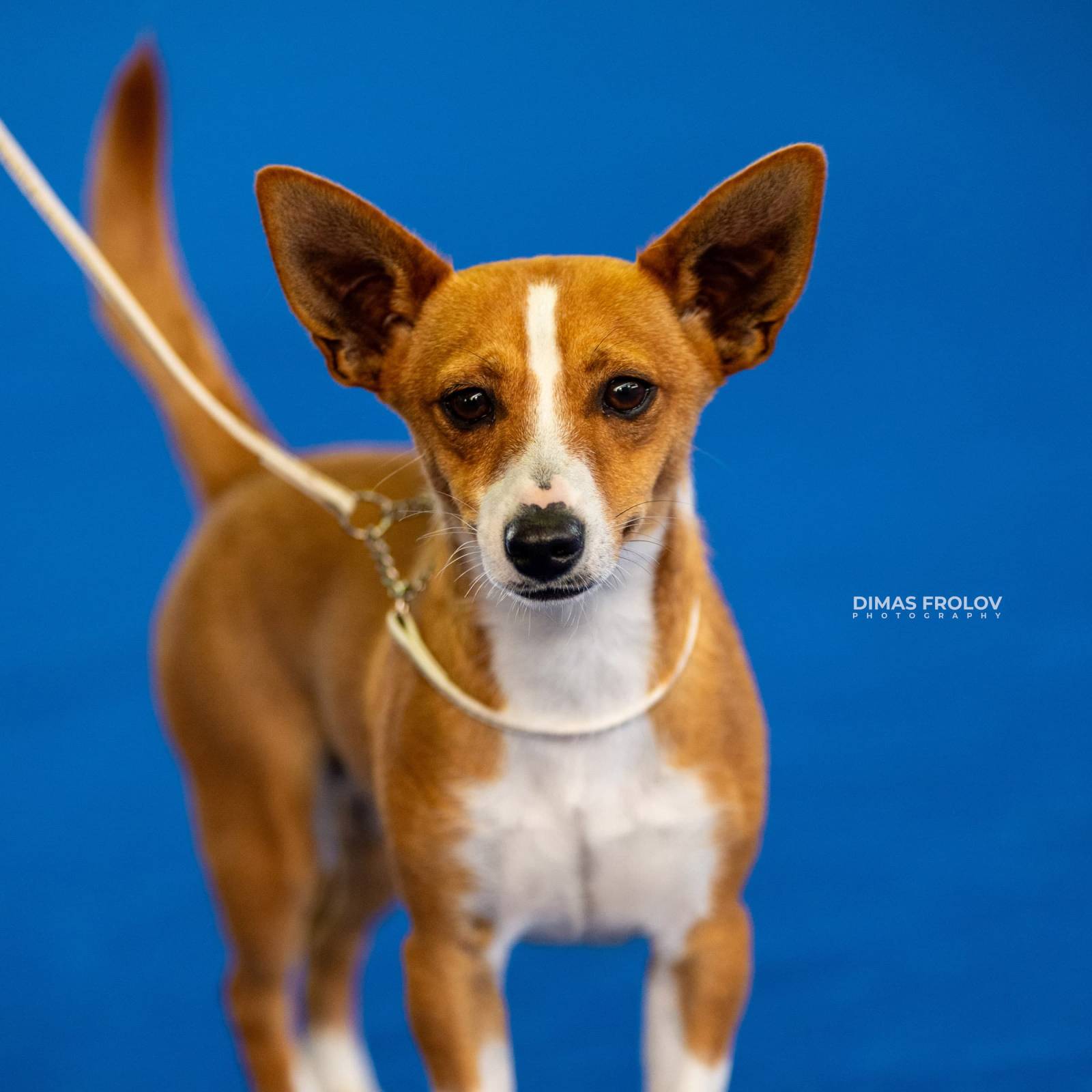 dogs Aveiro Dog Show 2025. บาทต่อภาพ 129658 (2025-07-20 13:03:00)