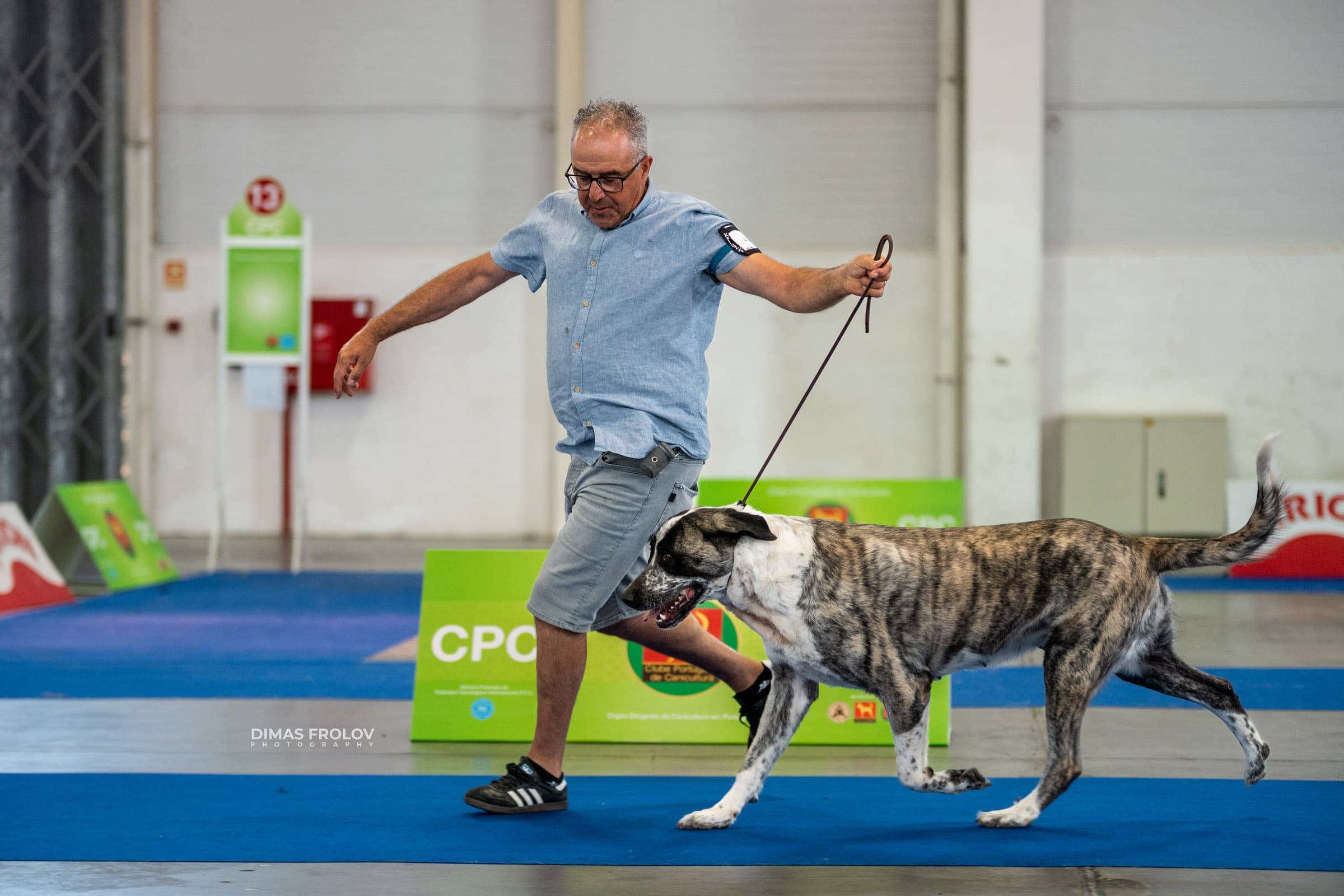 dogs Aveiro Dog Show 2025. บาทต่อภาพ 129698 (2025-07-20 13:03:03)