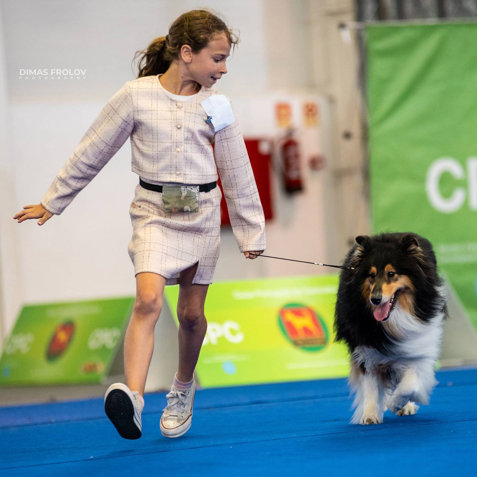 dogs Aveiro Dog Show 2025. บาทต่อภาพ 129711 (2025-07-20 13:03:04)