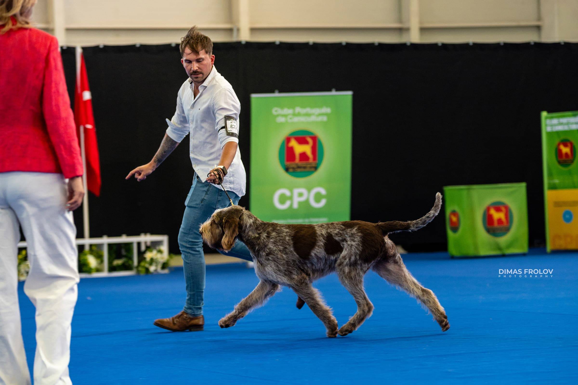 dogs Aveiro Dog Show 2025. บาทต่อภาพ 129657 (2025-07-20 13:03:00)