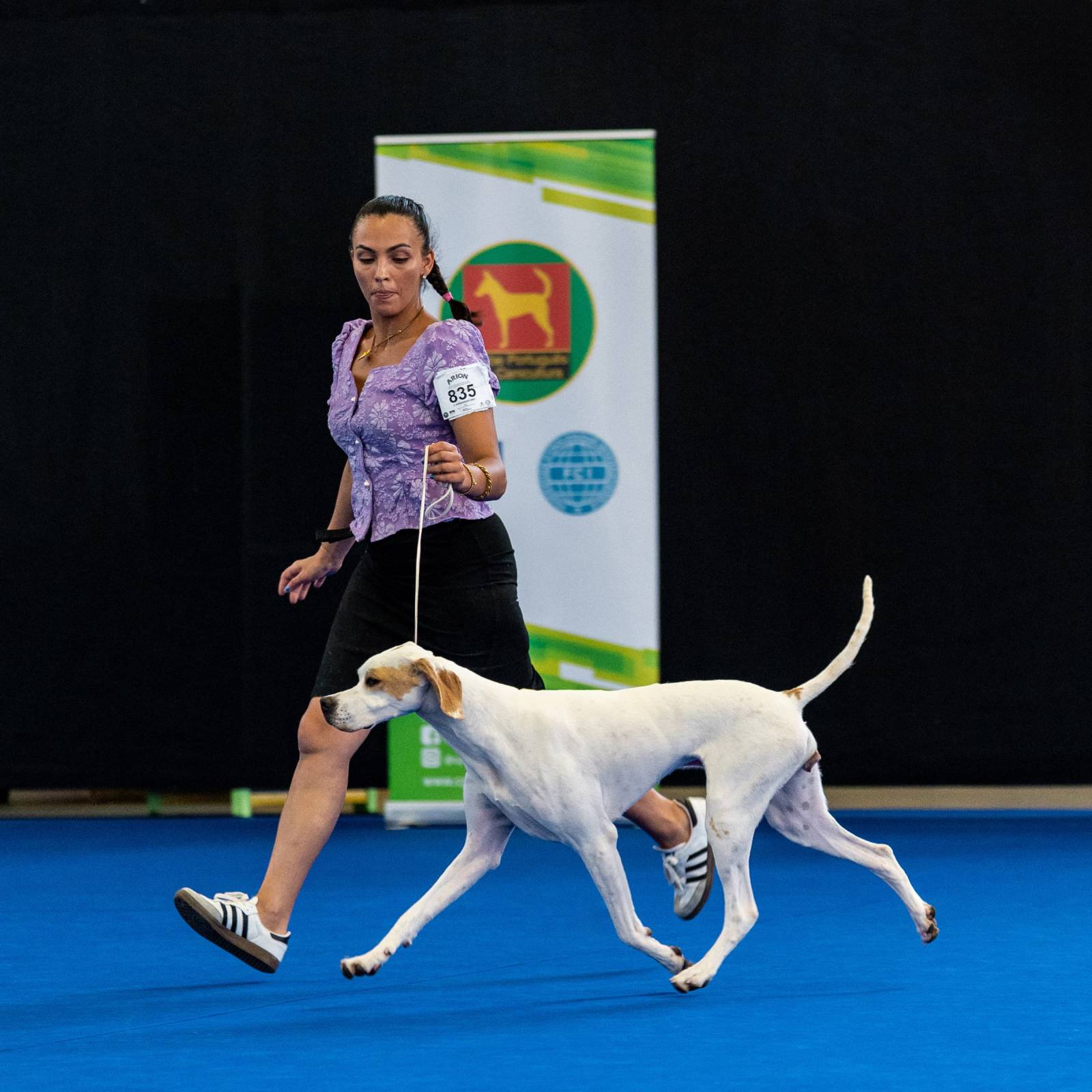 dogs Aveiro Dog Show 2025. บาทต่อภาพ 129664 (2025-07-20 13:03:01)