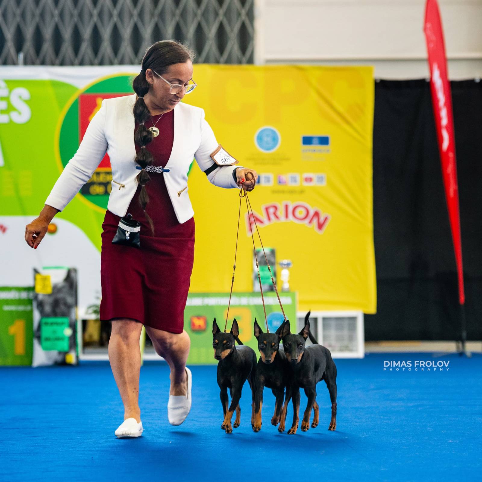 dogs Aveiro Dog Show 2025. บาทต่อภาพ 129672 (2025-07-20 13:03:02)