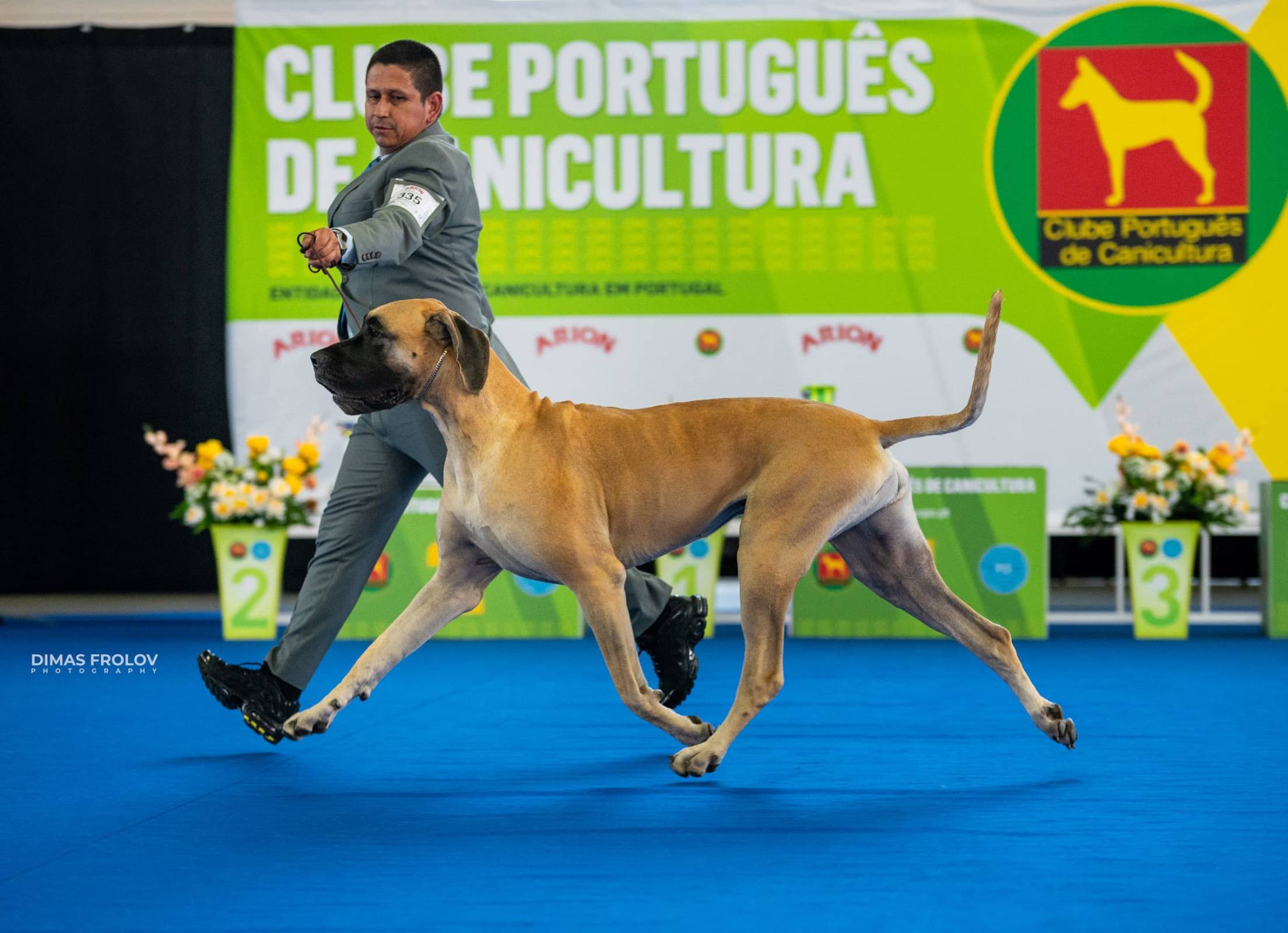 dogs Aveiro Dog Show 2025. บาทต่อภาพ 129669 (2025-07-20 13:03:01)