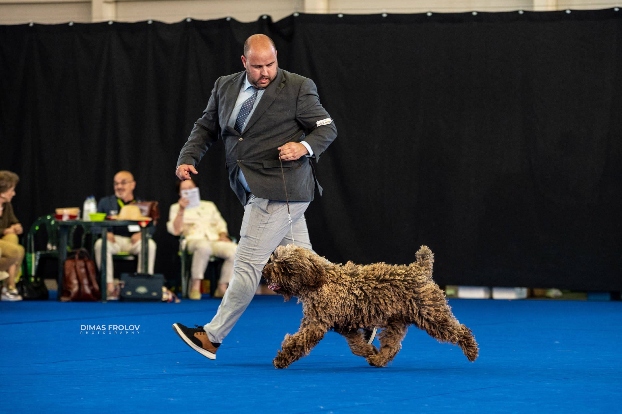 dogs Aveiro Dog Show 2025. บาทต่อภาพ 129689 (2025-07-20 13:03:03)
