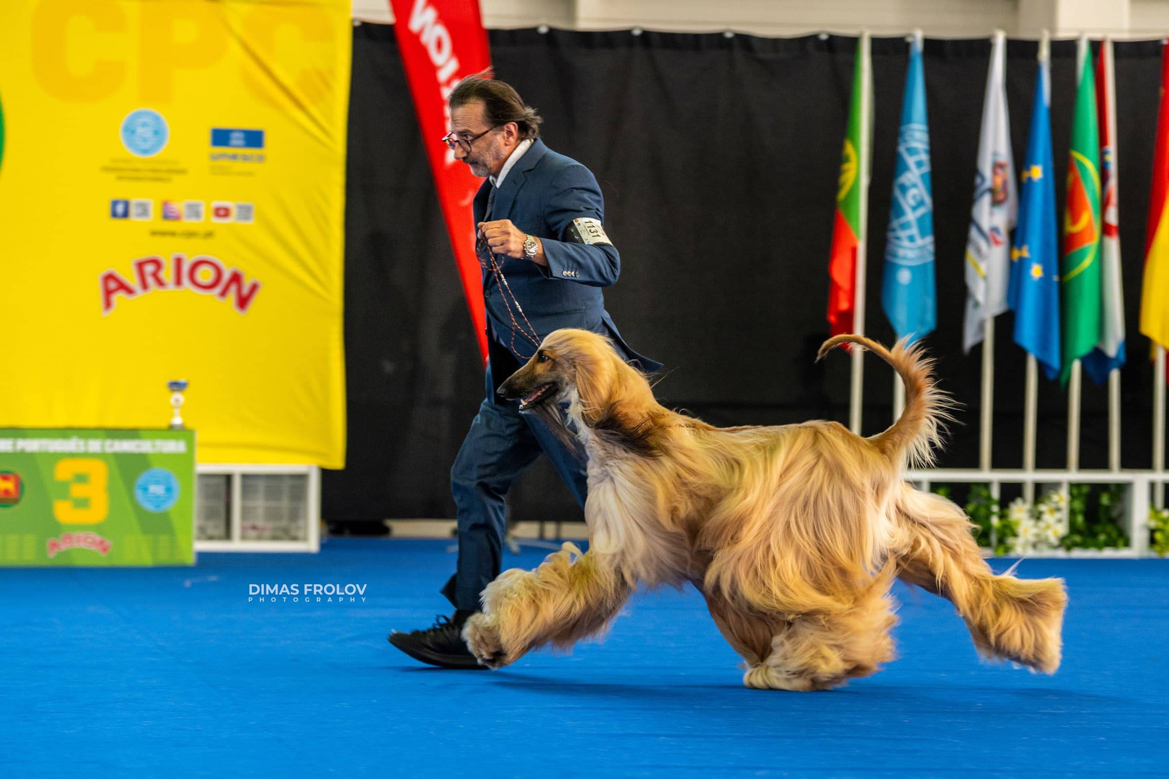 dogs Aveiro Dog Show 2025. บาทต่อภาพ 129686 (2025-07-20 13:03:03)